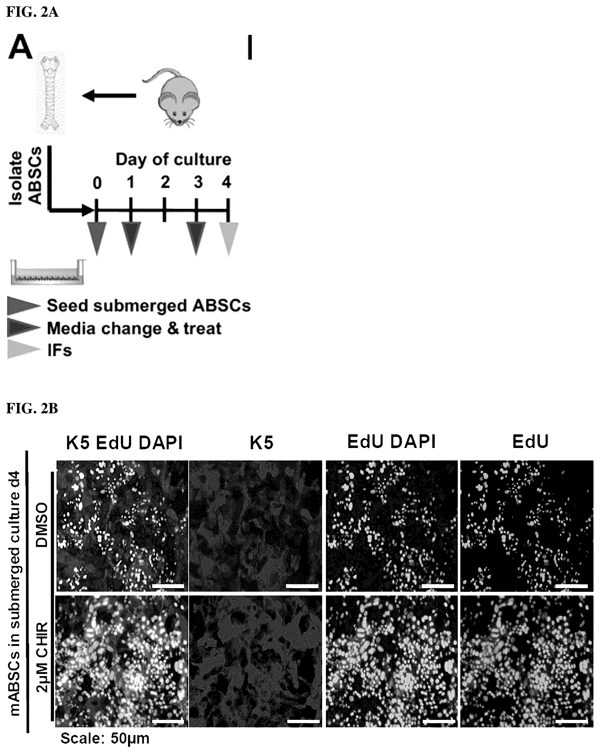Patent US12508243 Figure 10 – Compositions and methods for treating cancer and improving epithelial homeostasis