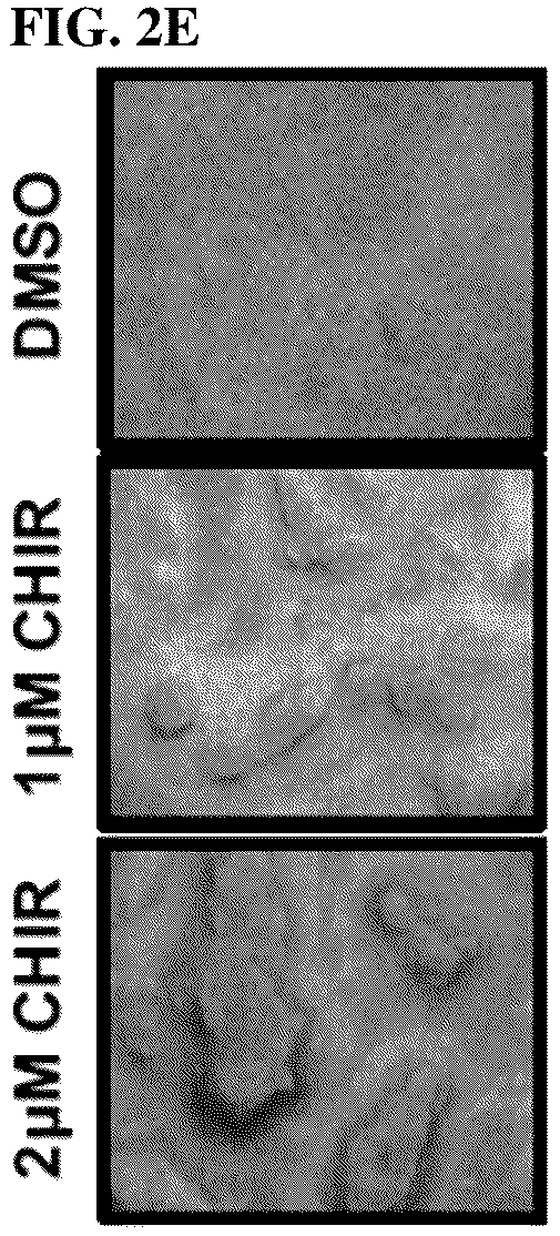 Patent US12508243 Figure 12 – Compositions and methods for treating cancer and improving epithelial homeostasis