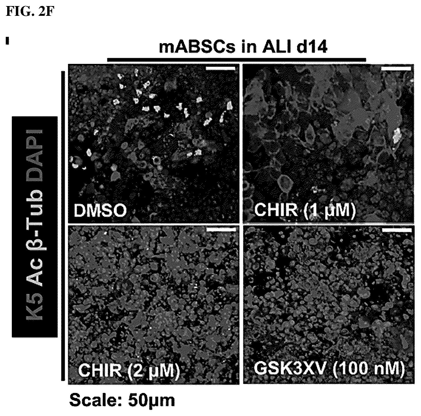 Patent US12508243 Figure 13 – Compositions and methods for treating cancer and improving epithelial homeostasis