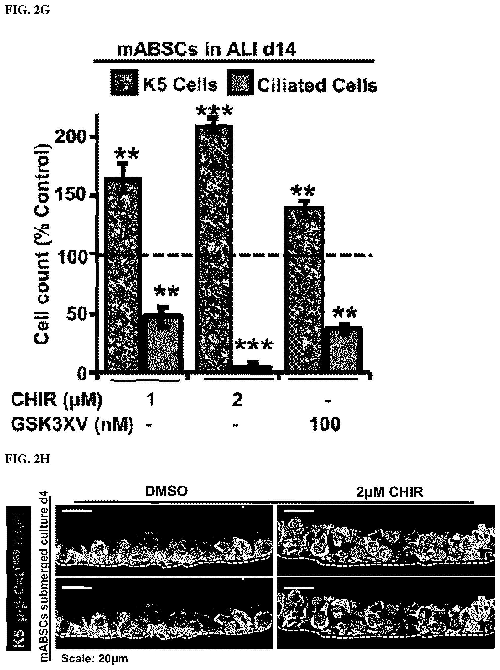Patent US12508243 Figure 14 – Compositions and methods for treating cancer and improving epithelial homeostasis