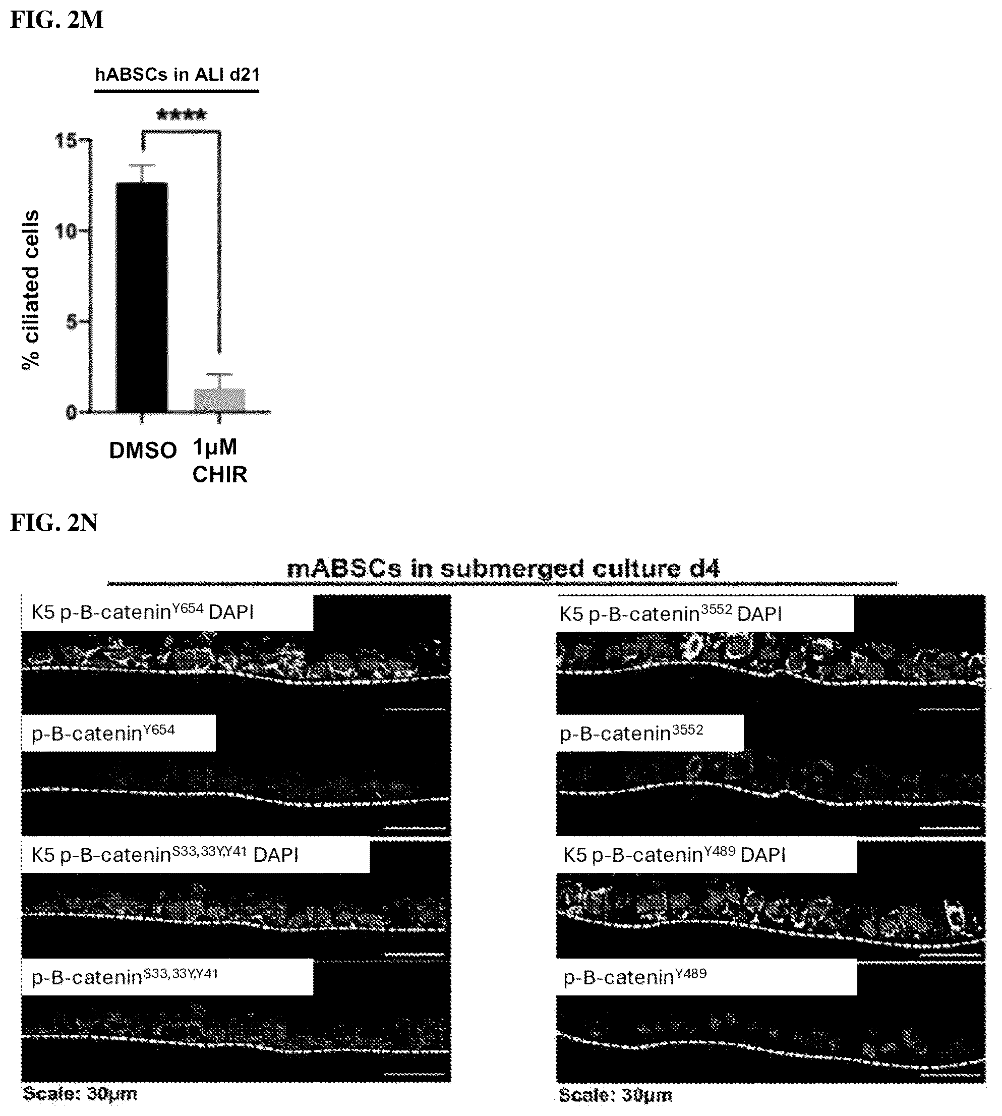 Patent US12508243 Figure 17 – Compositions and methods for treating cancer and improving epithelial homeostasis