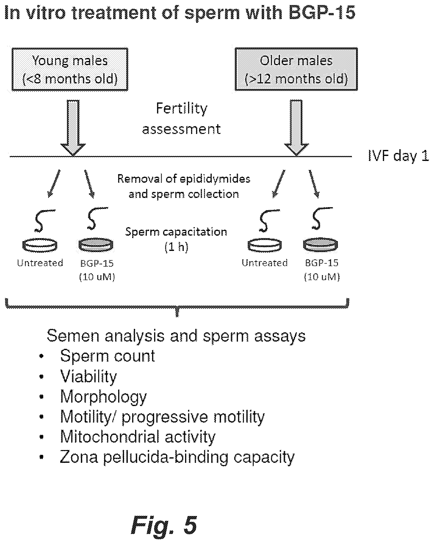 Patent US12508255 Figure 8 – Methods and products for improving sperm quality