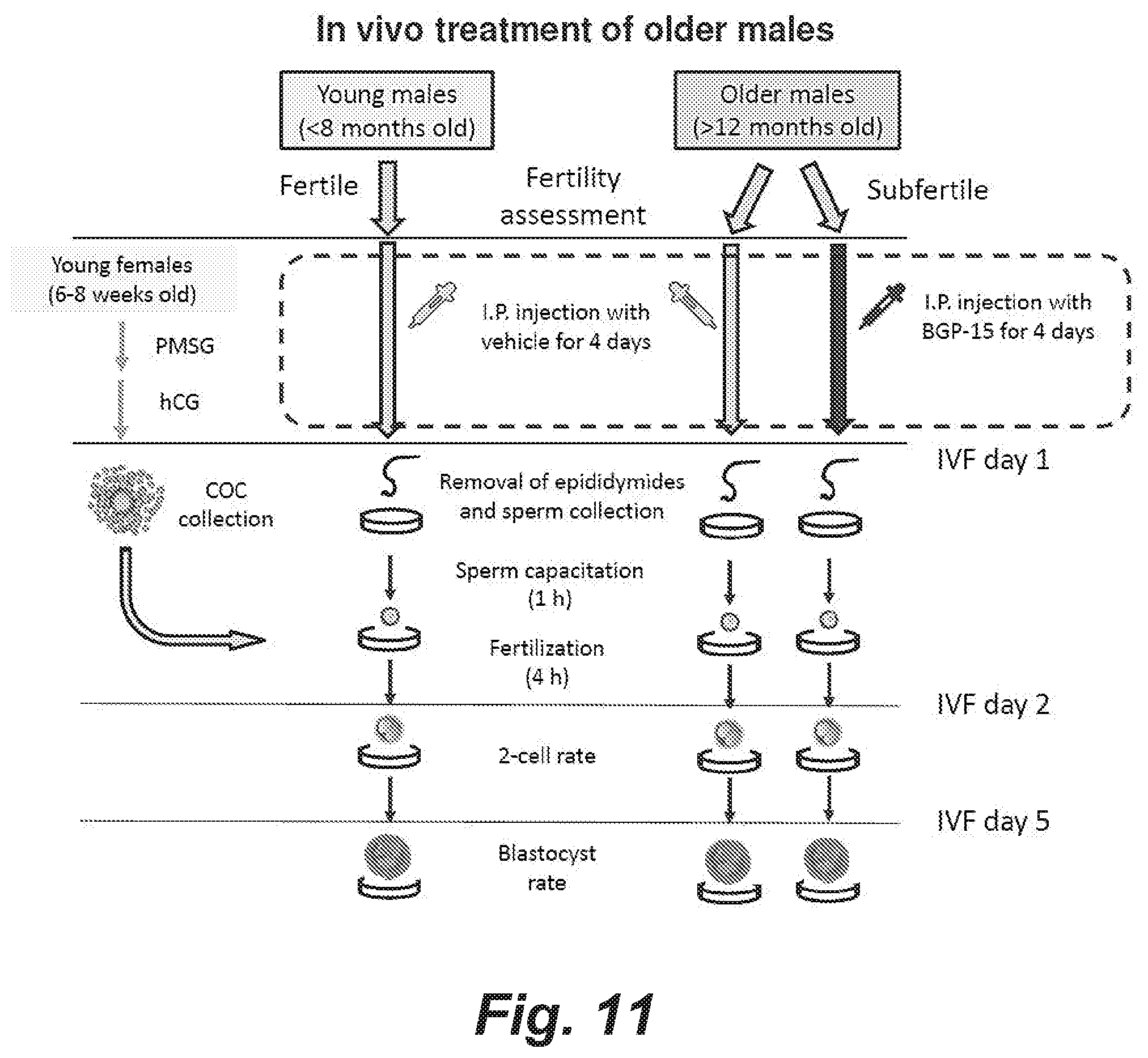 Patent US12508255 Figure 17 – Methods and products for improving sperm quality