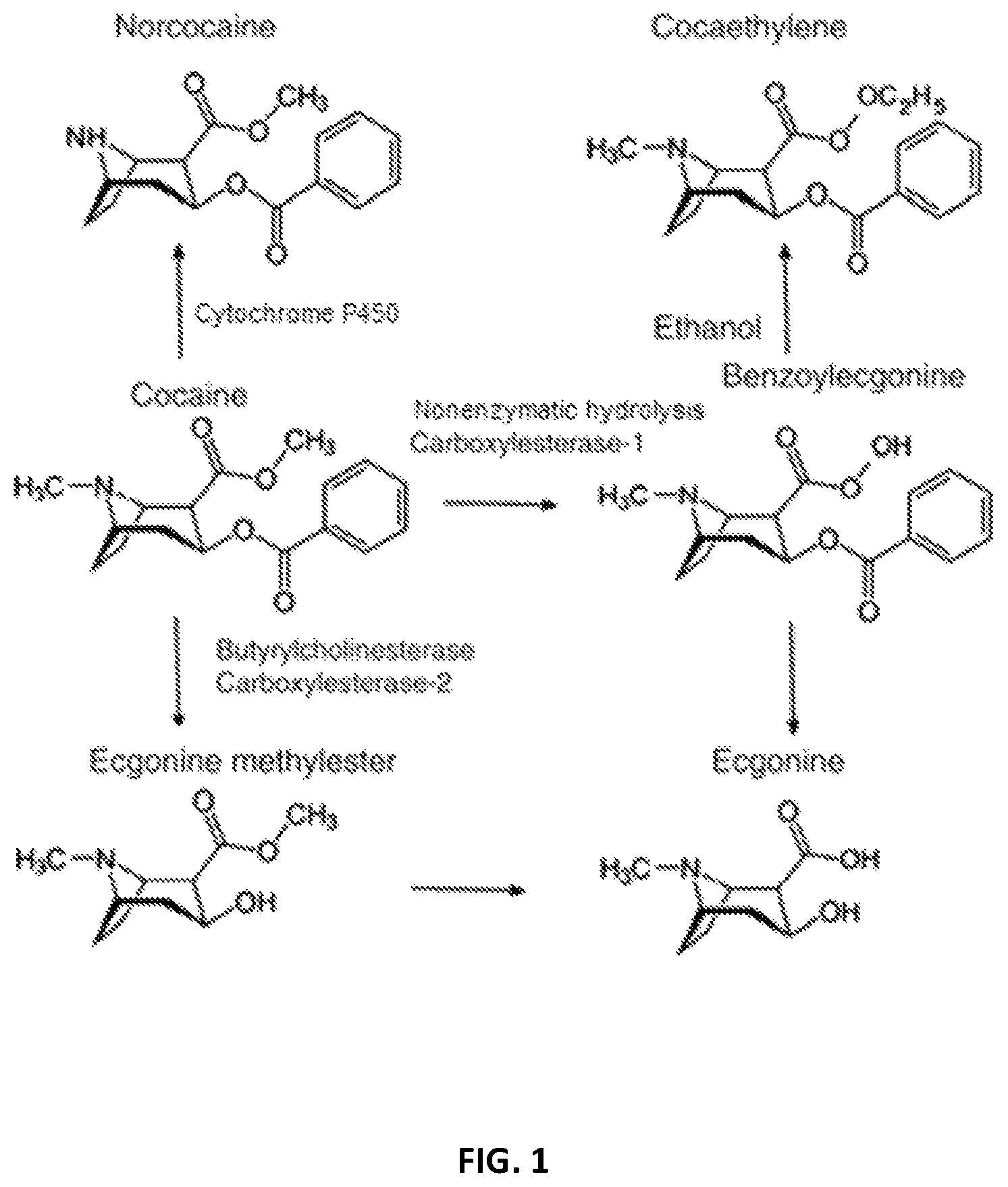 Patent US12508256 — Pharmaceutical compositions and methods of using the same — Figure 1