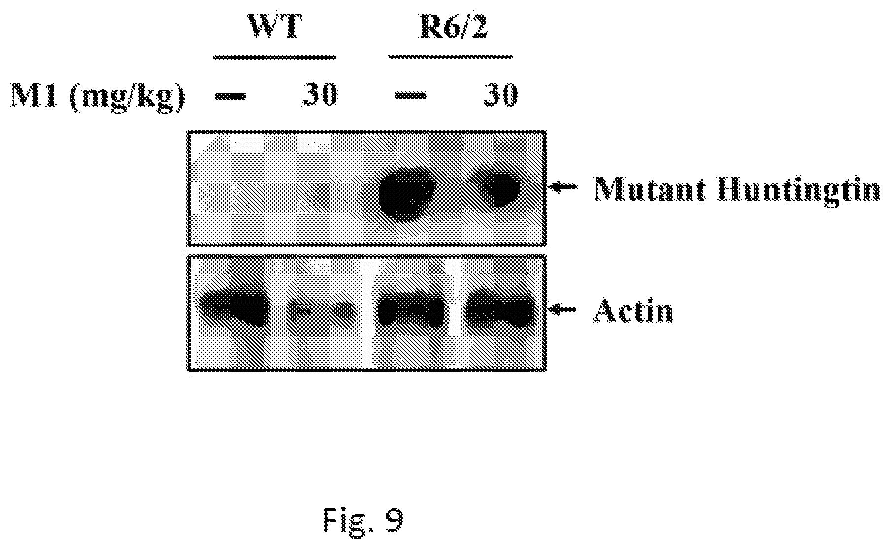 Patent US12508276 Figure 9 – Use of ginsenoside M1 for treating Huntington's disease