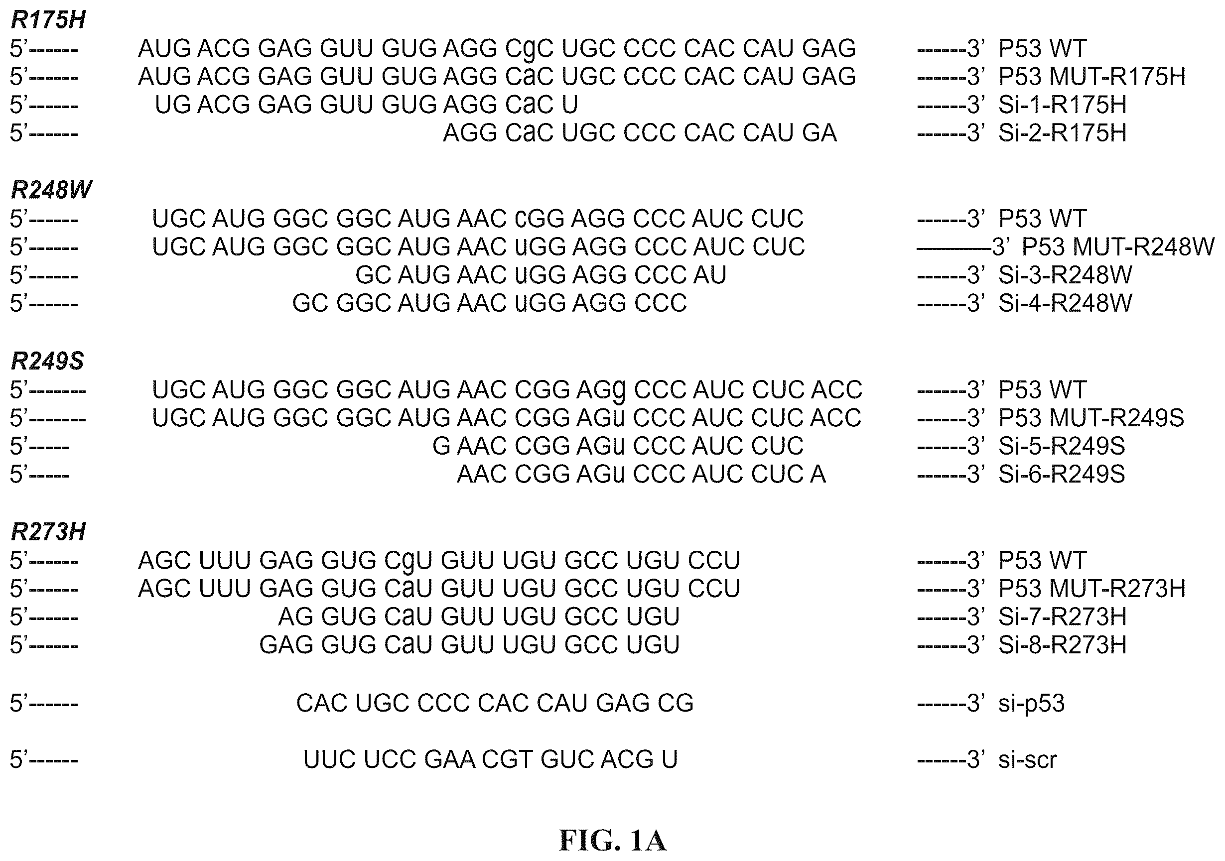 Patent US12508277 Figure 1 – Cancer therapeutic targeting using mutant P53-specific siRNAs