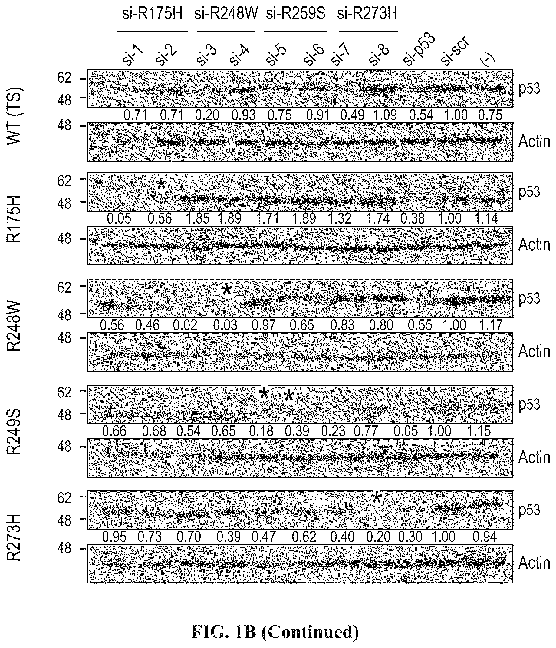 Patent US12508277 Figure 2 – Cancer therapeutic targeting using mutant P53-specific siRNAs