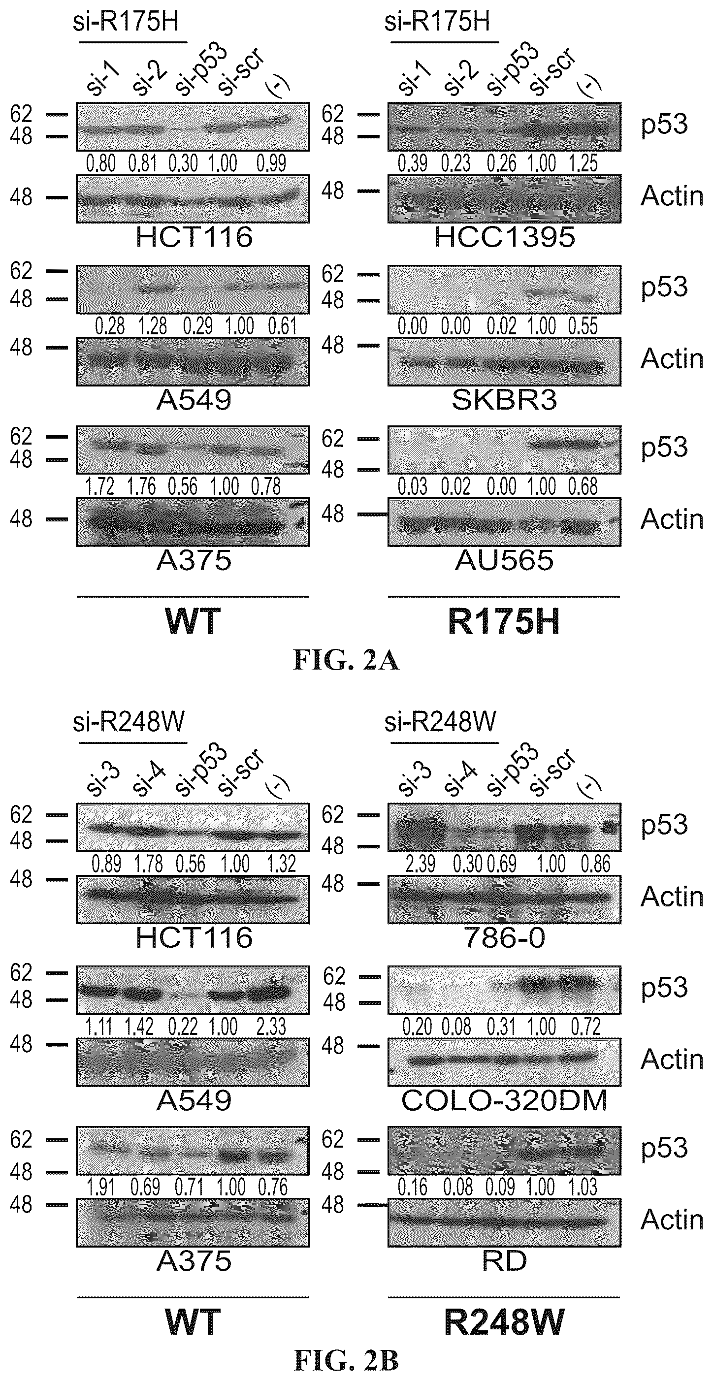 Patent US12508277 Figure 3 – Cancer therapeutic targeting using mutant P53-specific siRNAs