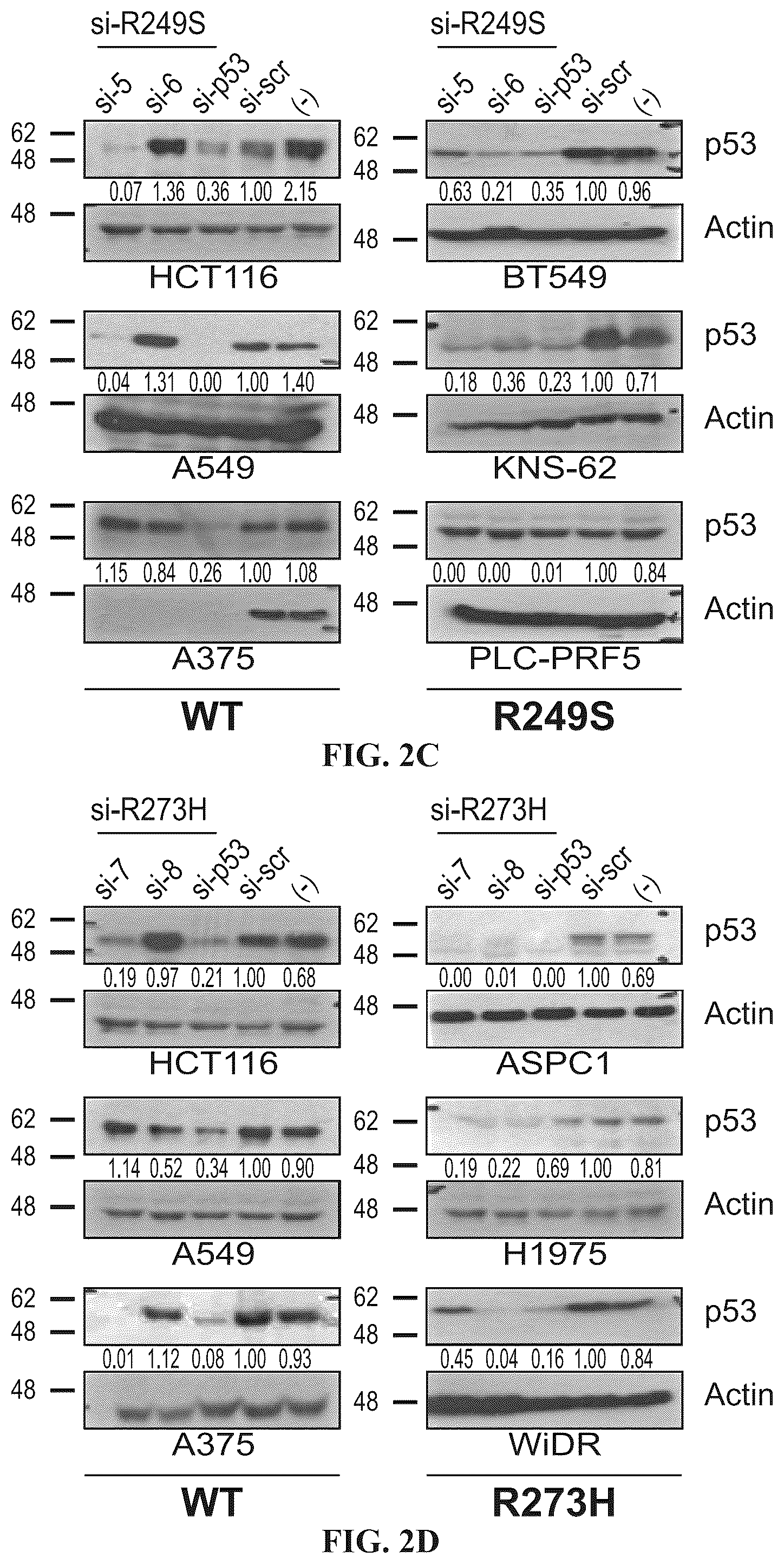 Patent US12508277 Figure 4 – Cancer therapeutic targeting using mutant P53-specific siRNAs