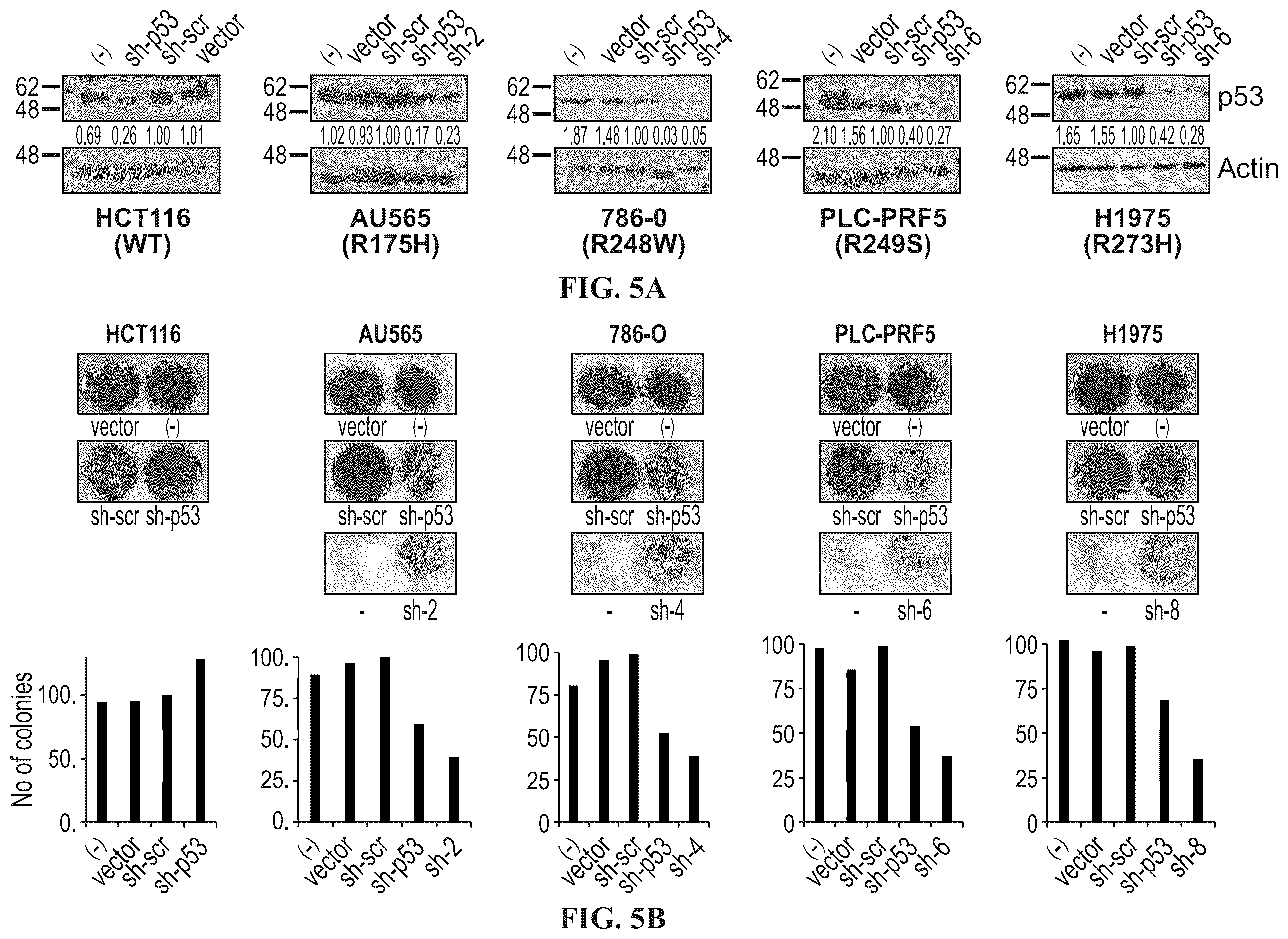 Patent US12508277 Figure 7 – Cancer therapeutic targeting using mutant P53-specific siRNAs