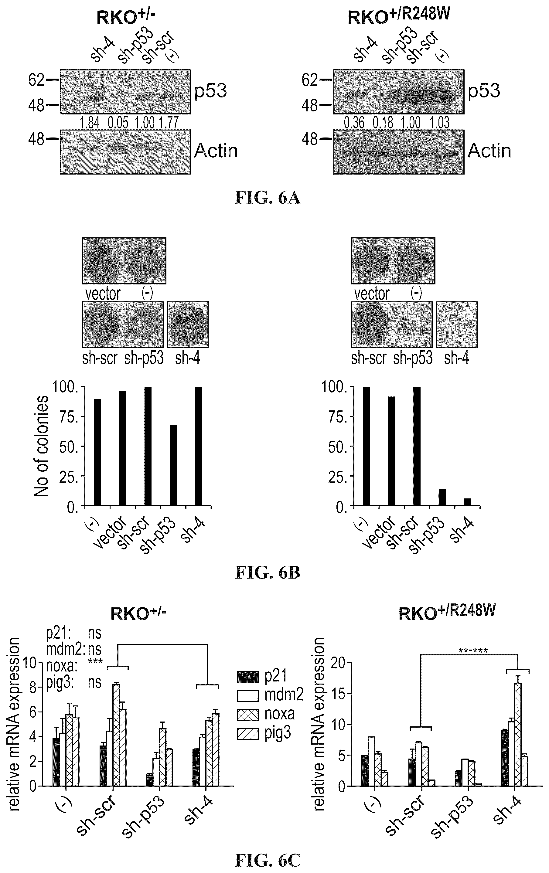 Patent US12508277 Figure 8 – Cancer therapeutic targeting using mutant P53-specific siRNAs
