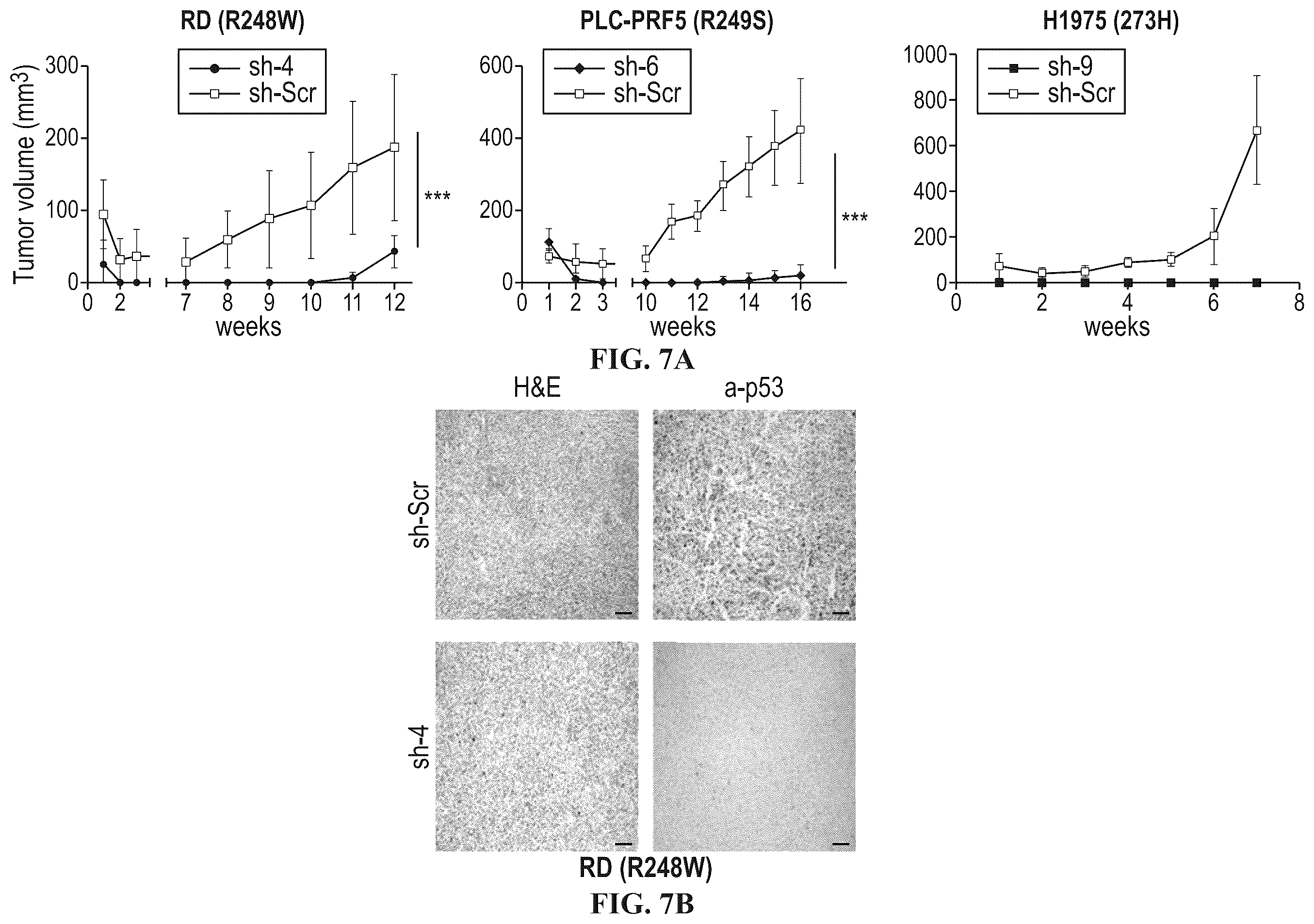 Patent US12508277 Figure 10 – Cancer therapeutic targeting using mutant P53-specific siRNAs