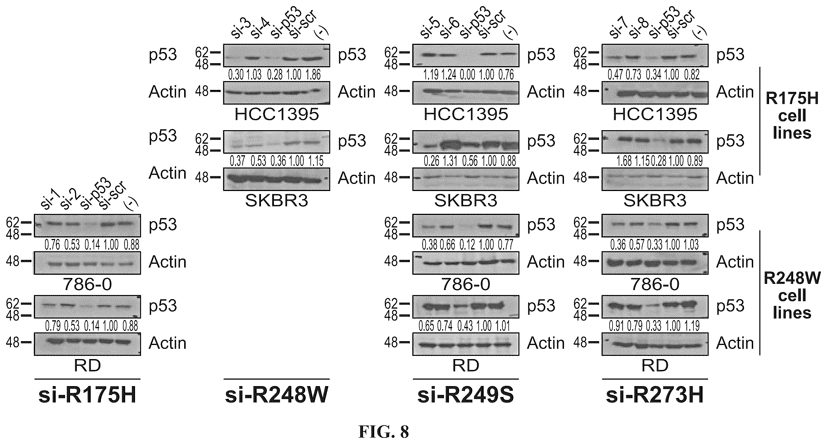 Patent US12508277 Figure 11 – Cancer therapeutic targeting using mutant P53-specific siRNAs