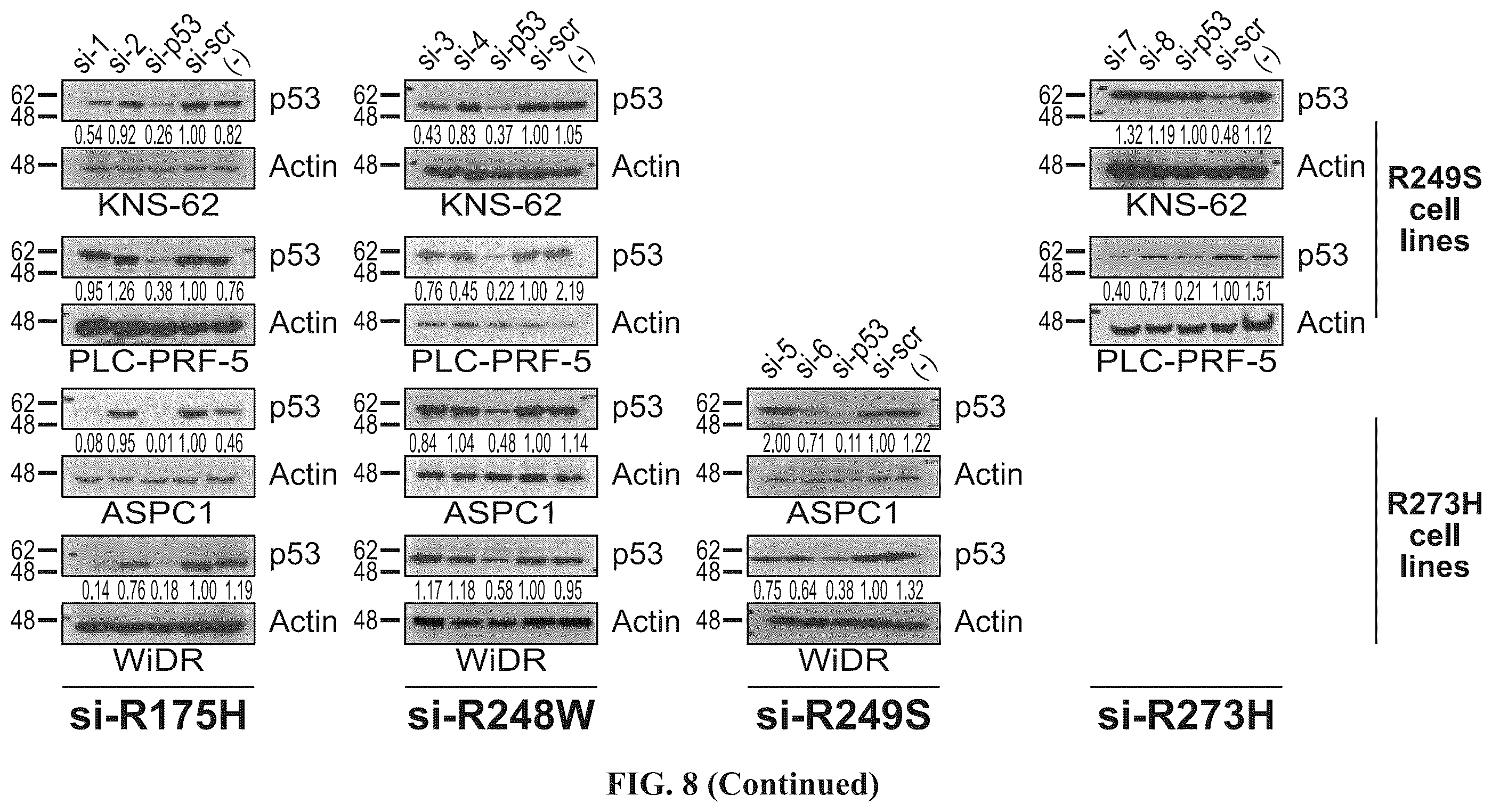 Patent US12508277 Figure 12 – Cancer therapeutic targeting using mutant P53-specific siRNAs