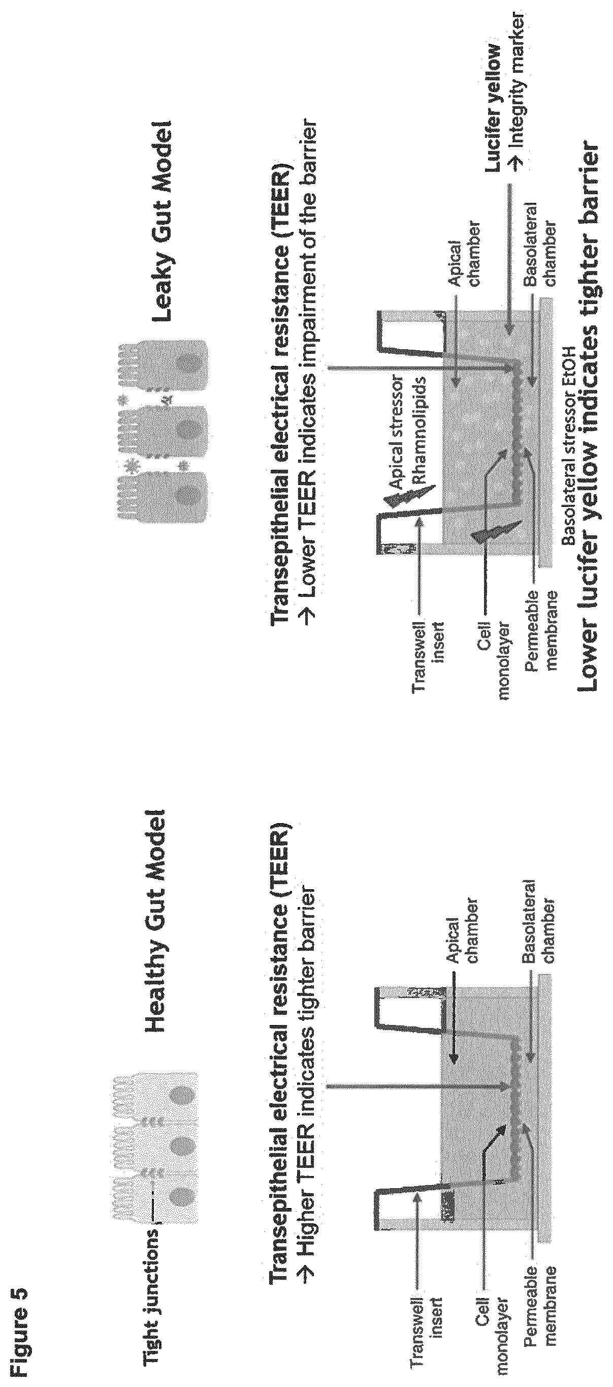 Patent US12508280 Figure 5 – Formulations for improving gut health