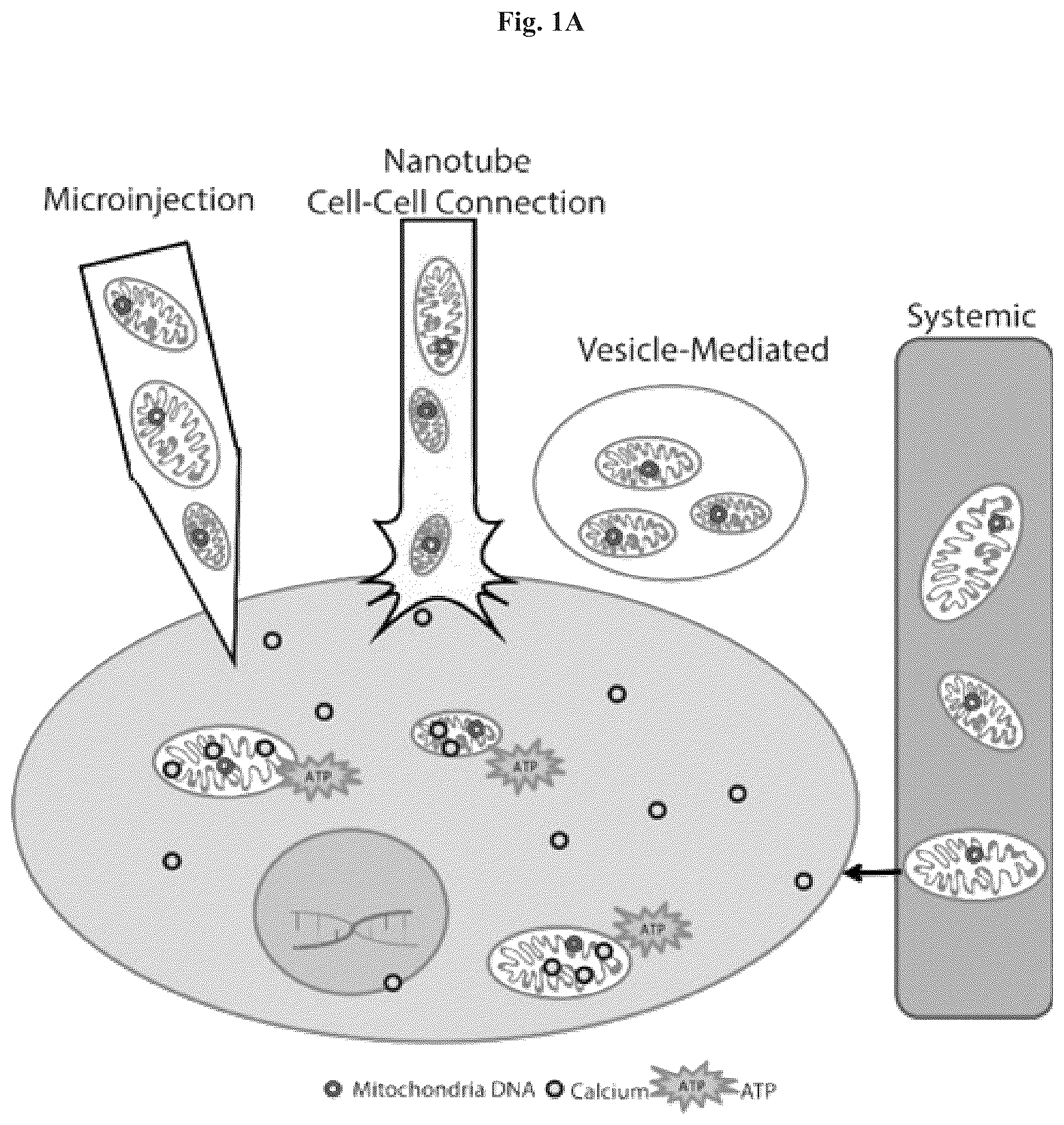 Patent US12508282 Figure 1 – Mitochondrial transplantation and use thereof in ocular diseases