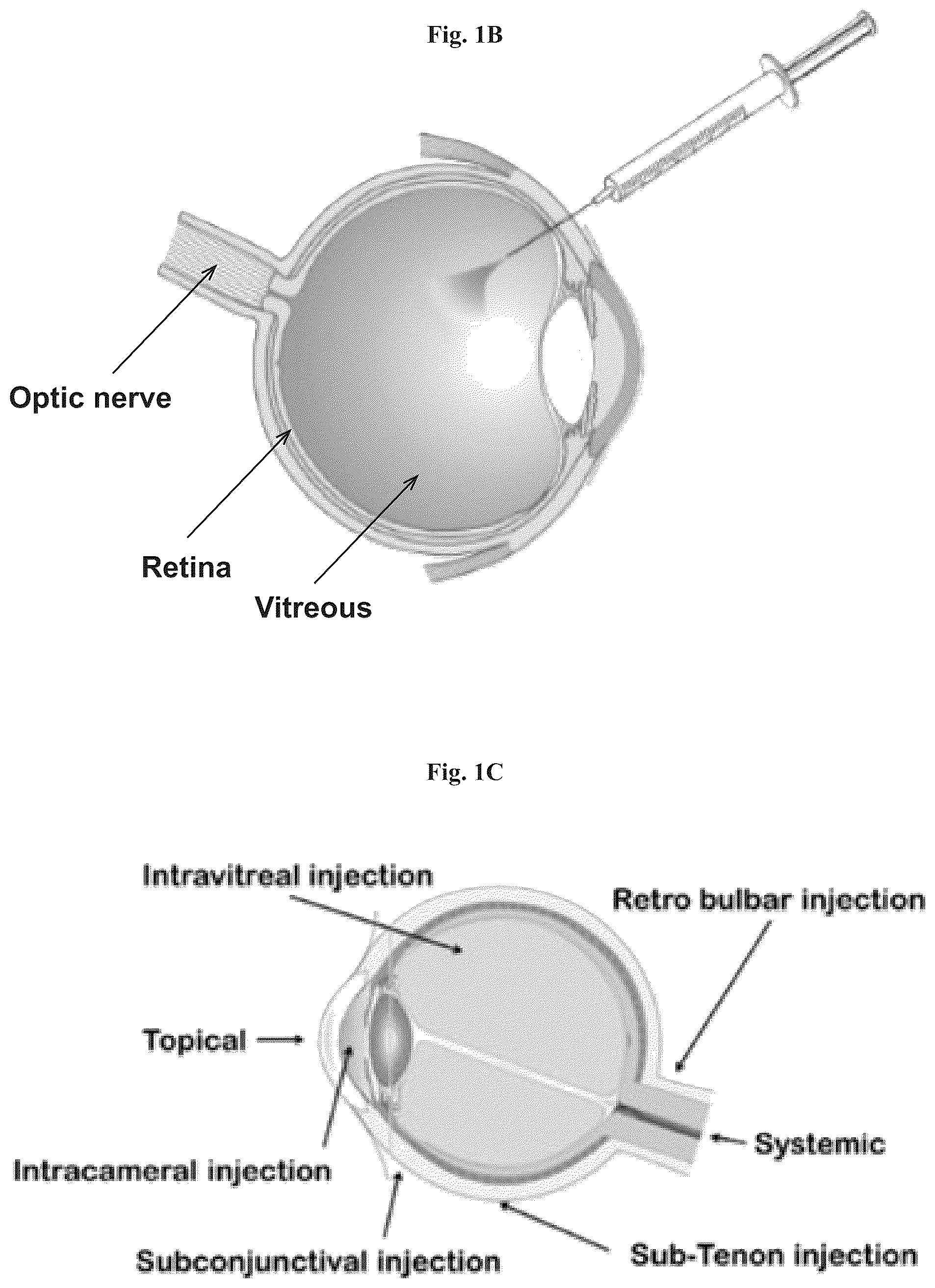 Patent US12508282 Figure 2 – Mitochondrial transplantation and use thereof in ocular diseases