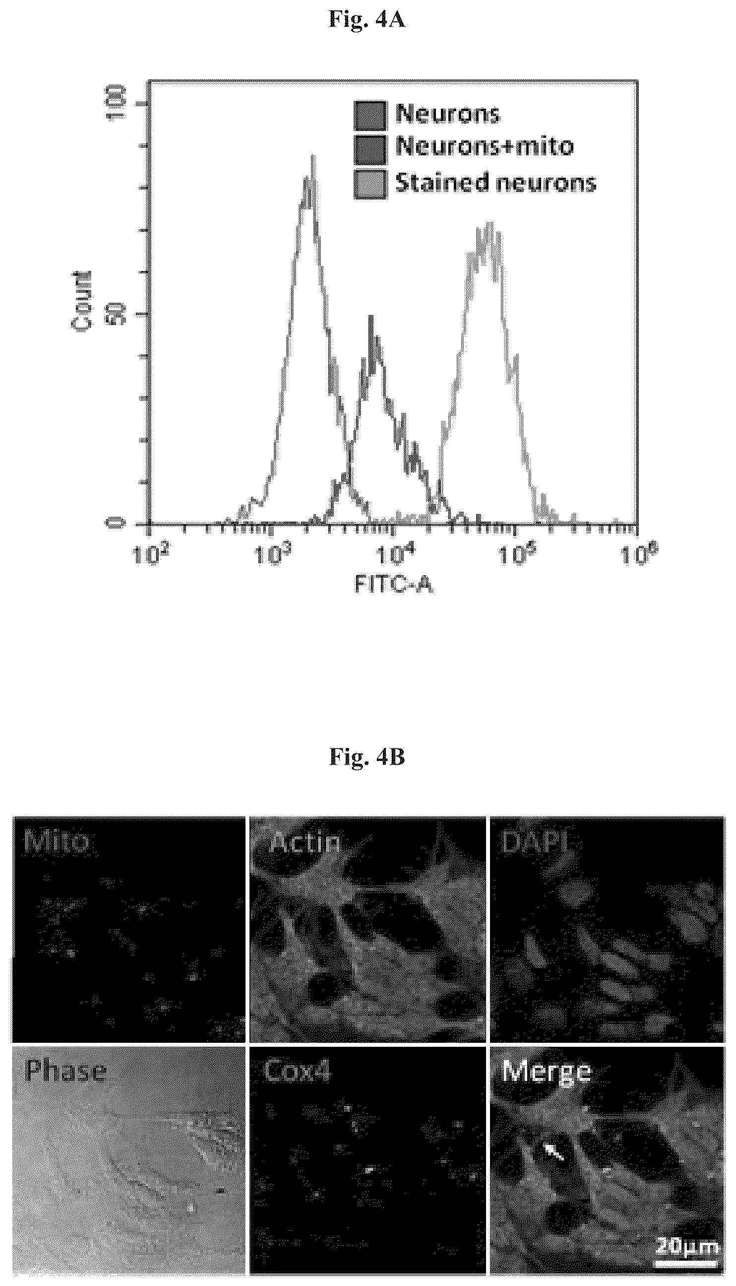 Patent US12508282 Figure 5 – Mitochondrial transplantation and use thereof in ocular diseases