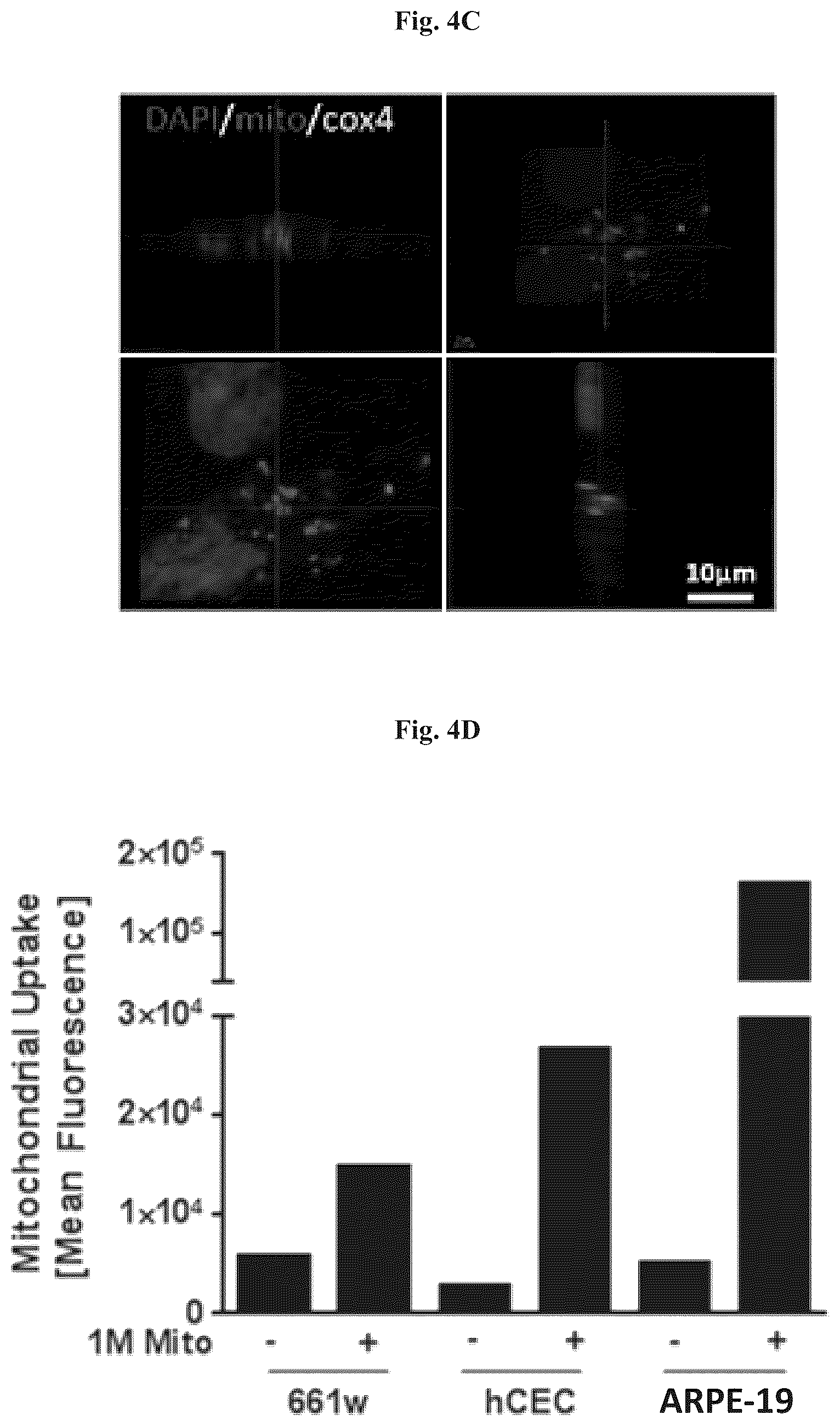 Patent US12508282 Figure 6 – Mitochondrial transplantation and use thereof in ocular diseases
