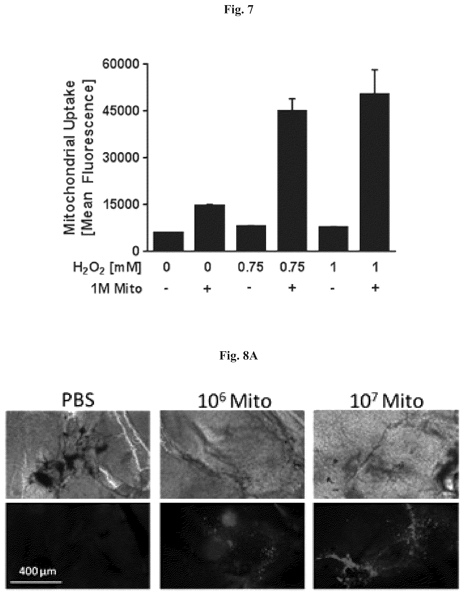 Patent US12508282 Figure 9 – Mitochondrial transplantation and use thereof in ocular diseases