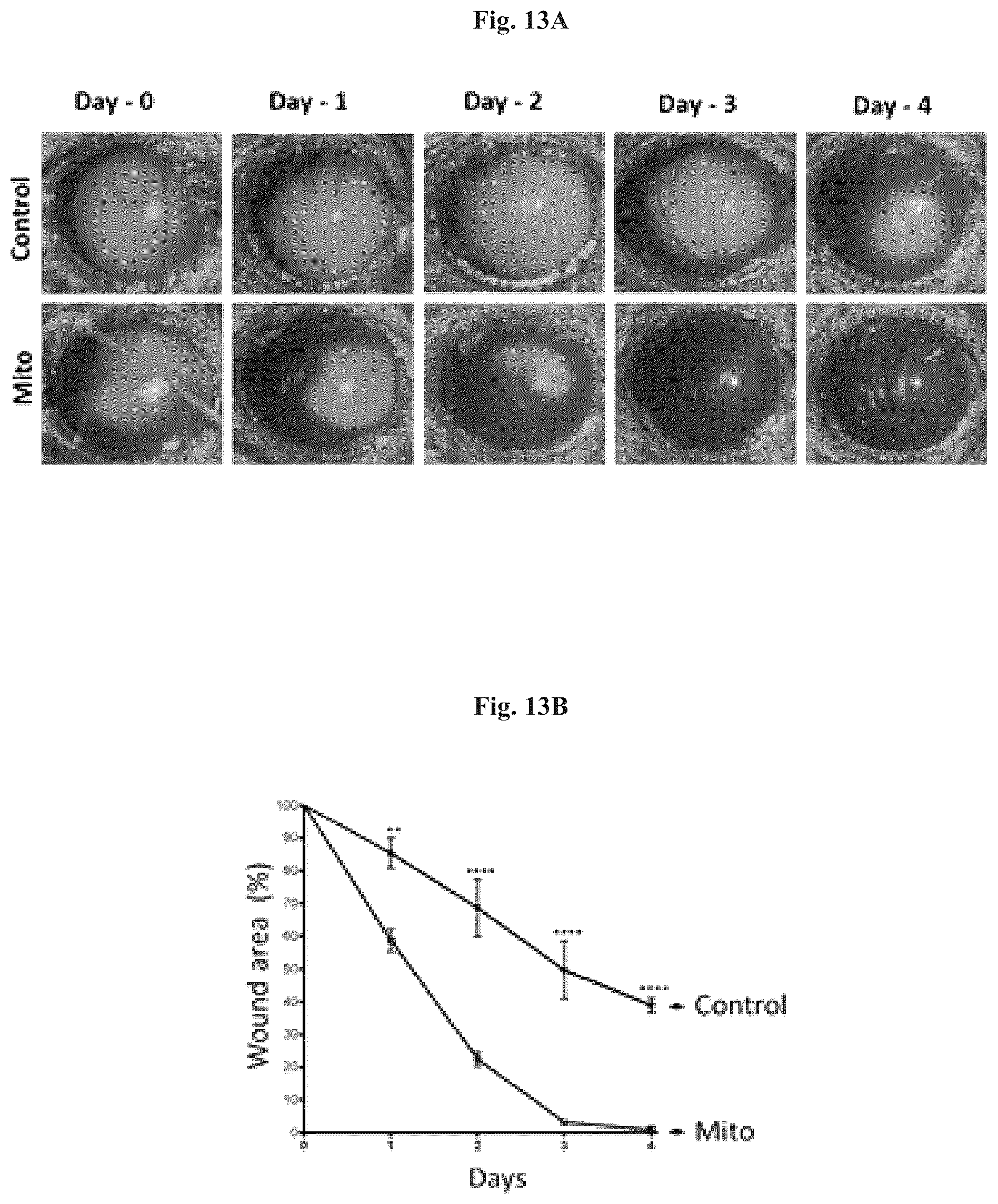 Patent US12508282 Figure 15 – Mitochondrial transplantation and use thereof in ocular diseases