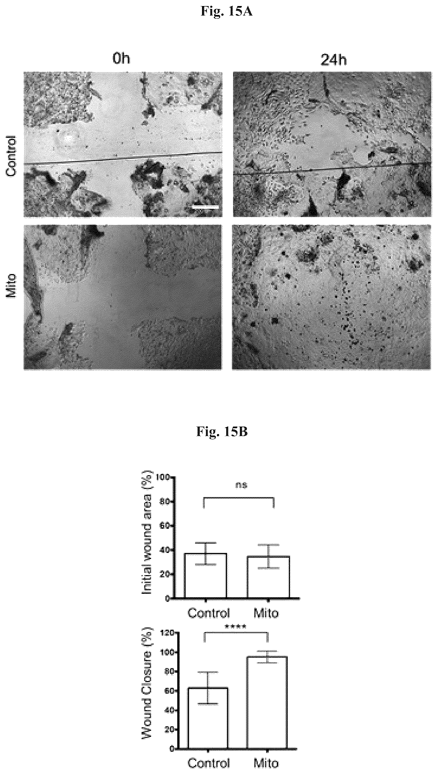 Patent US12508282 Figure 17 – Mitochondrial transplantation and use thereof in ocular diseases