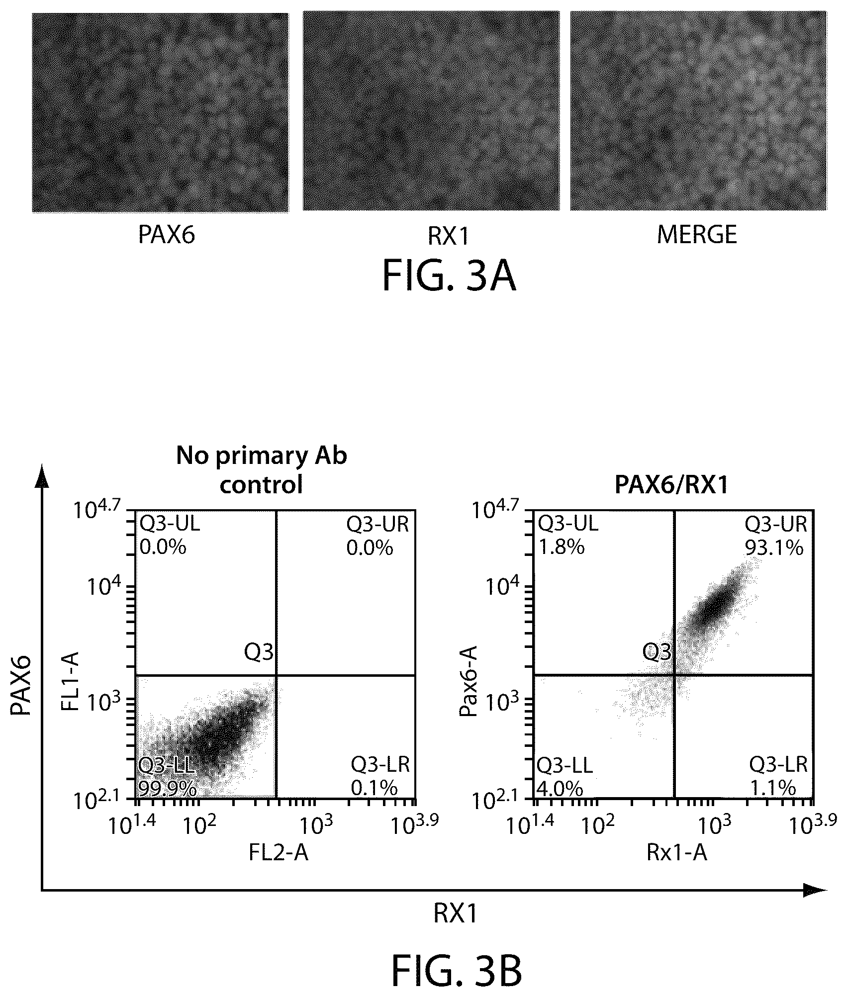 Patent US12508284 Figure 3 – Photoreceptors and photoreceptor progenitors produced from pluripotent stem cells