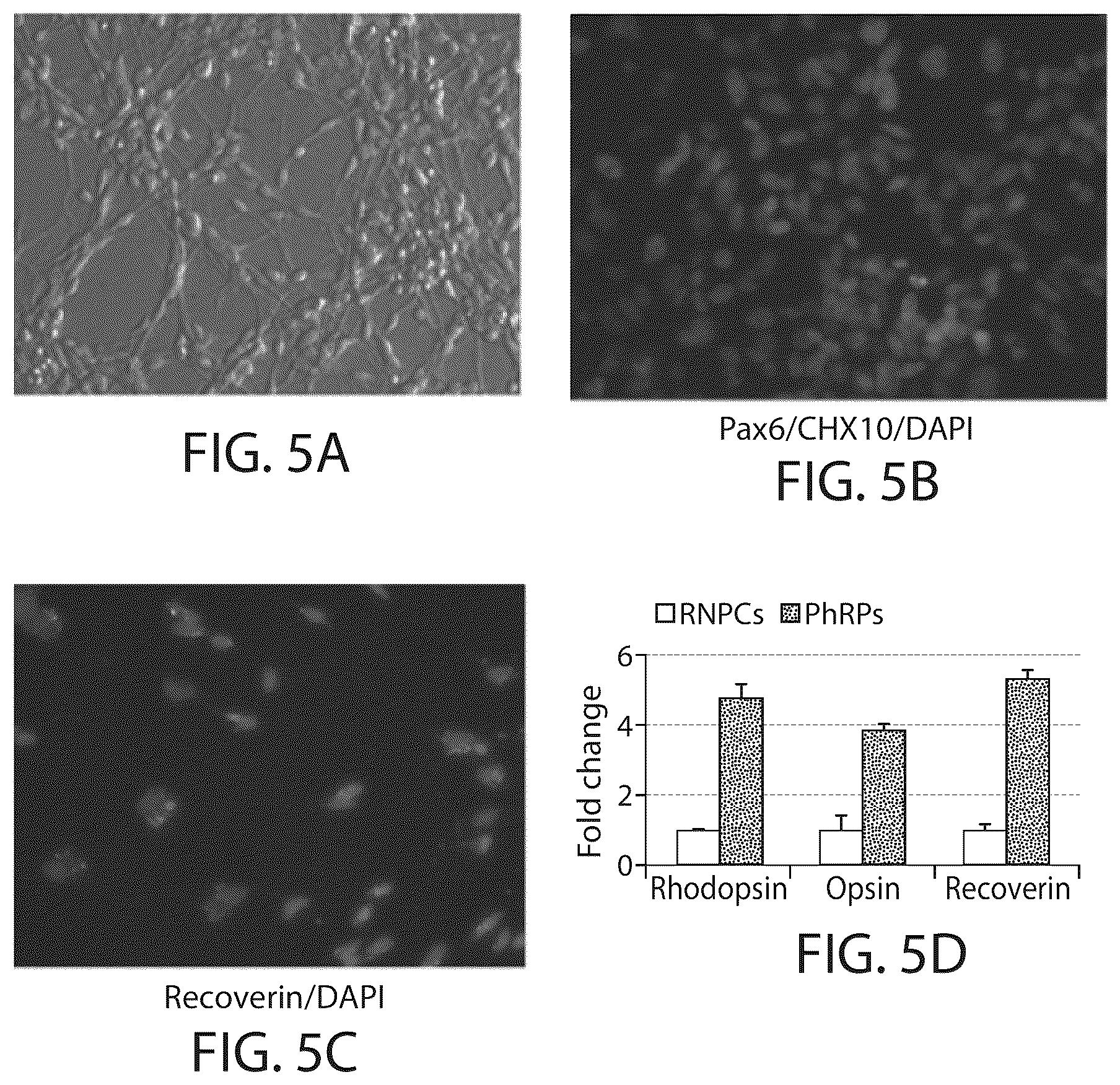 Patent US12508284 Figure 6 – Photoreceptors and photoreceptor progenitors produced from pluripotent stem cells