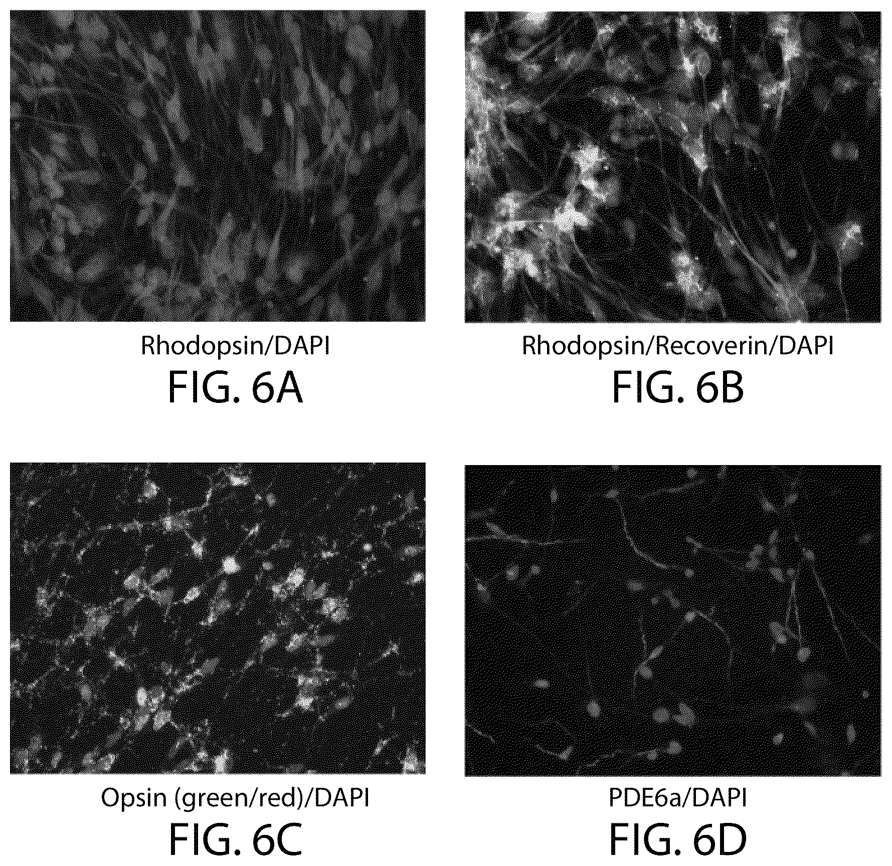 Patent US12508284 Figure 7 – Photoreceptors and photoreceptor progenitors produced from pluripotent stem cells