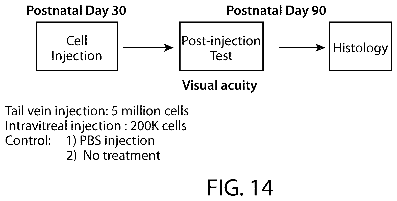 Patent US12508284 Figure 16 – Photoreceptors and photoreceptor progenitors produced from pluripotent stem cells