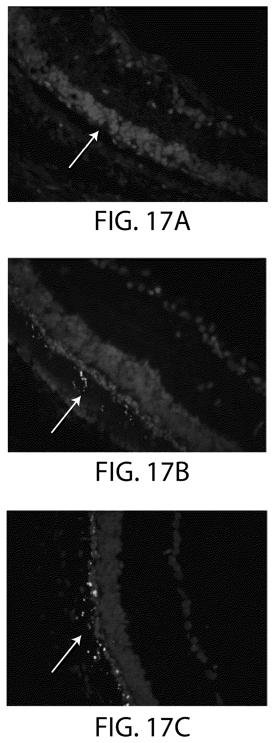 Patent US12508284 Figure 19 – Photoreceptors and photoreceptor progenitors produced from pluripotent stem cells