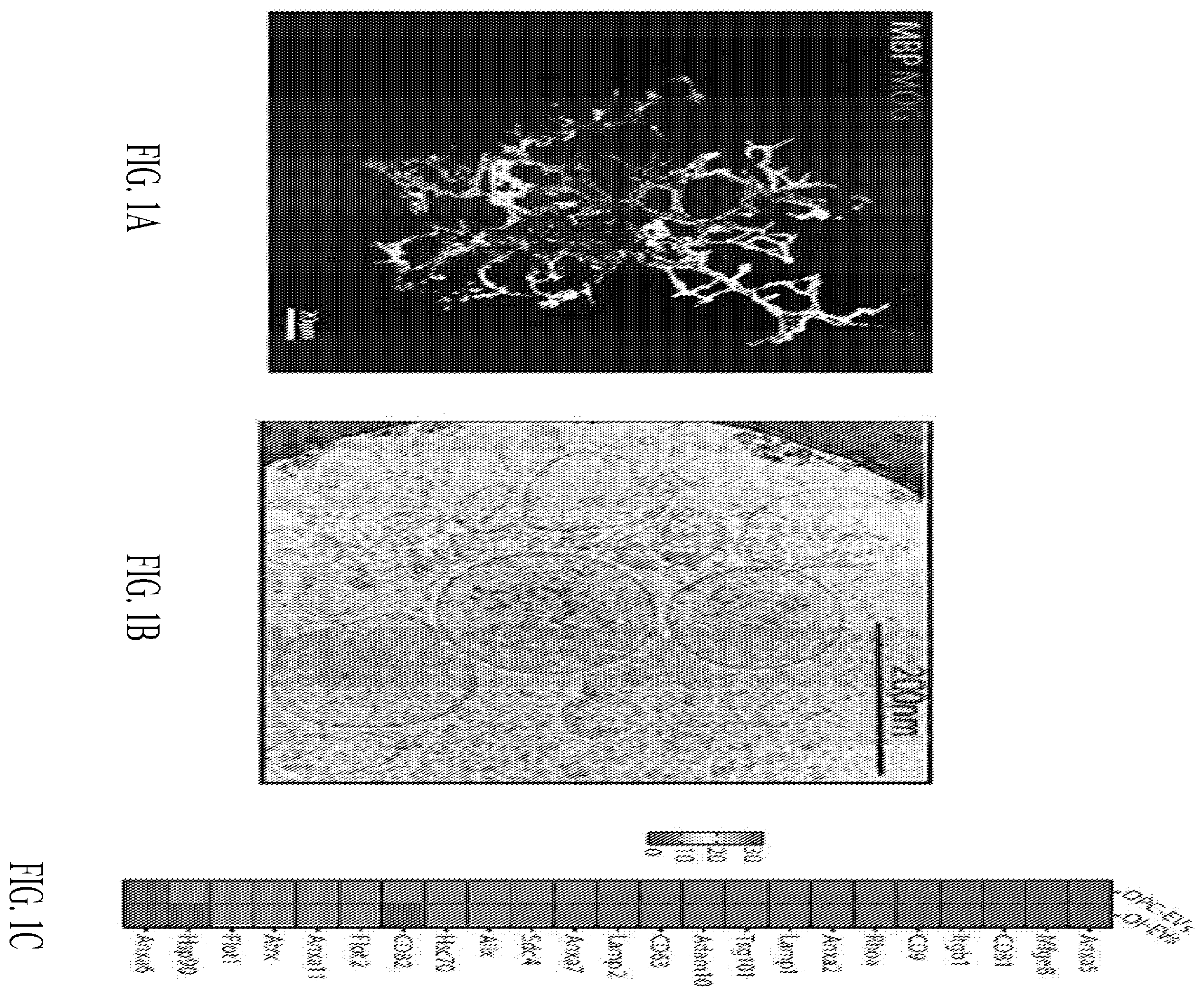 Patent US12508285 Figure 1 – Oligodendrocyte-derived extracellular vesicles for therapy of multiple sclerosis