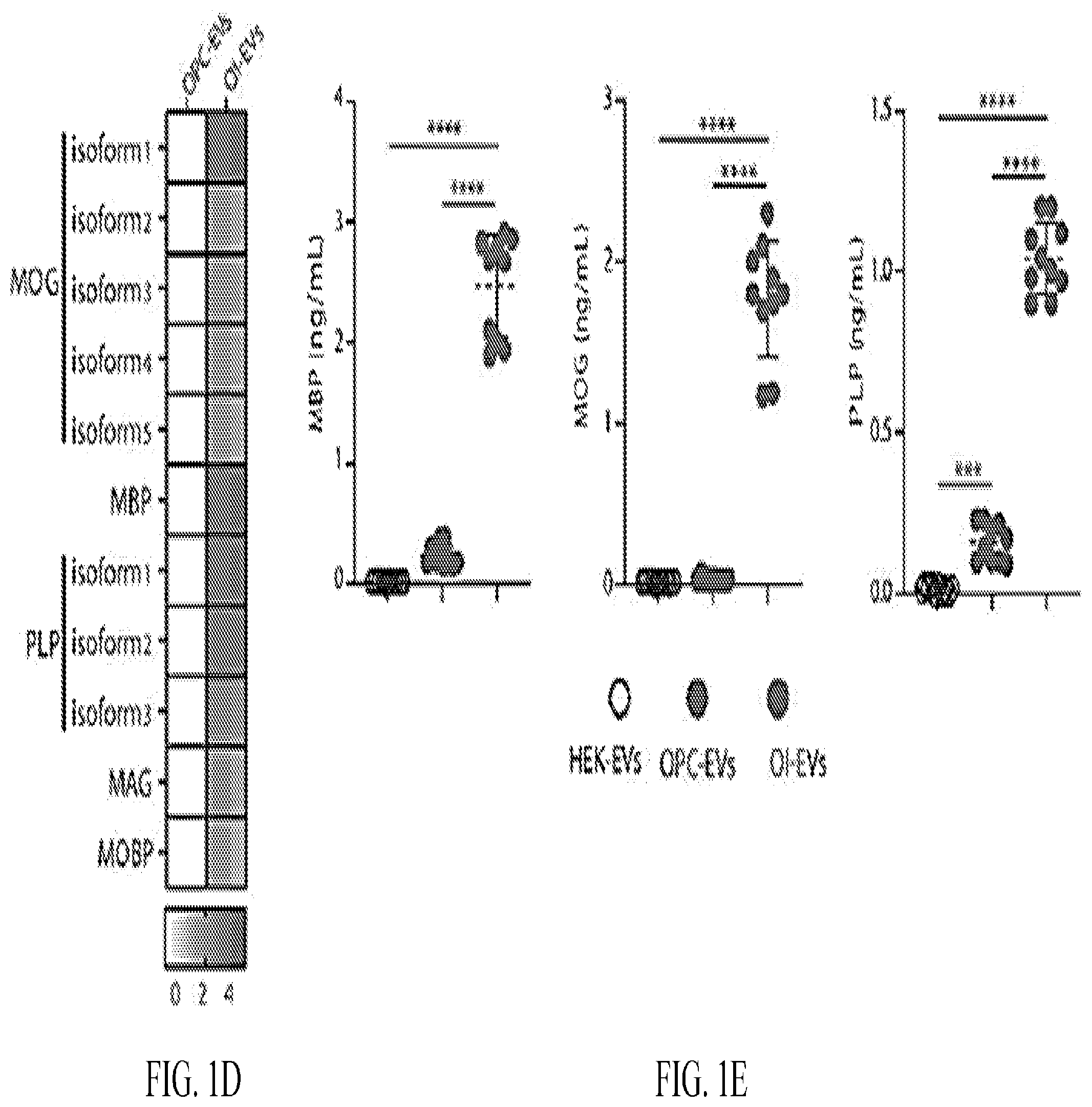 Patent US12508285 Figure 2 – Oligodendrocyte-derived extracellular vesicles for therapy of multiple sclerosis
