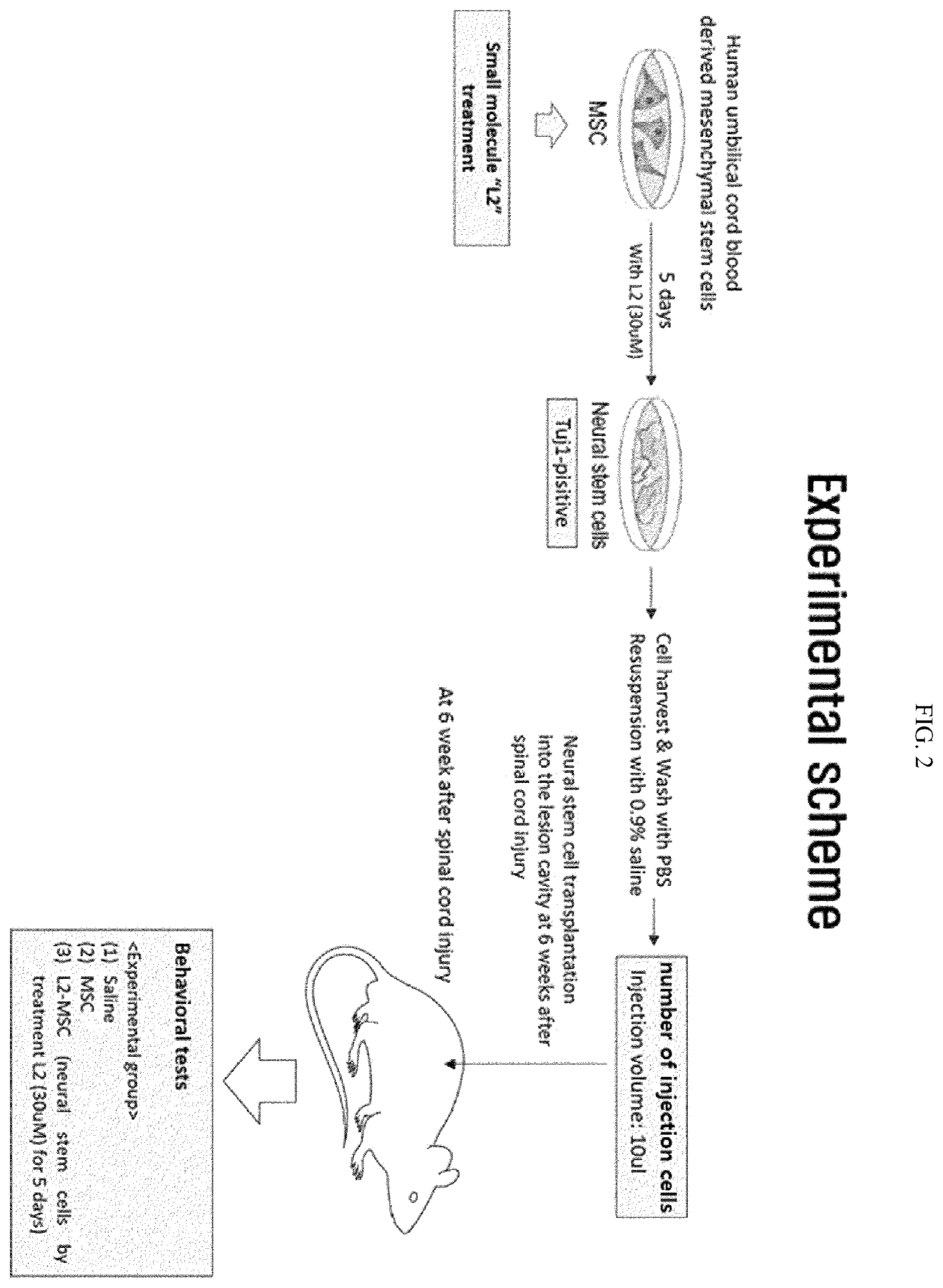 Patent US12508286 Figure 2 – Composition for treating spinal cord injury, comprising stem cells treated with novel compound