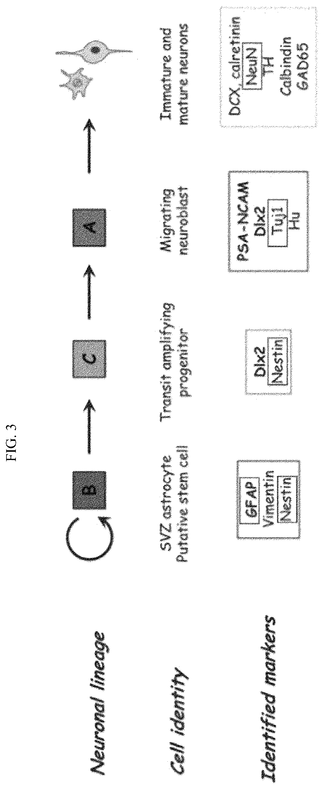 Patent US12508286 Figure 3 – Composition for treating spinal cord injury, comprising stem cells treated with novel compound