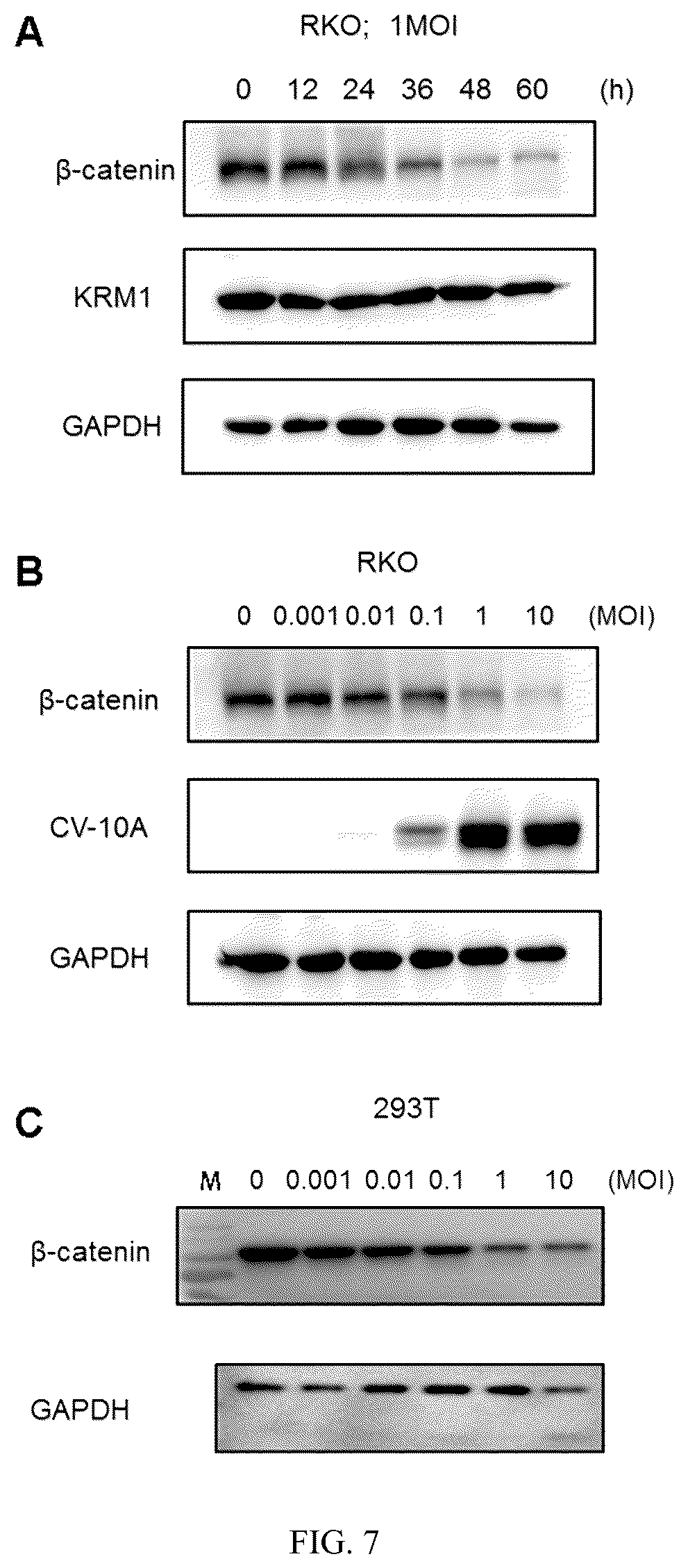 Patent US12508291 Figure 8 – Antitumor virus