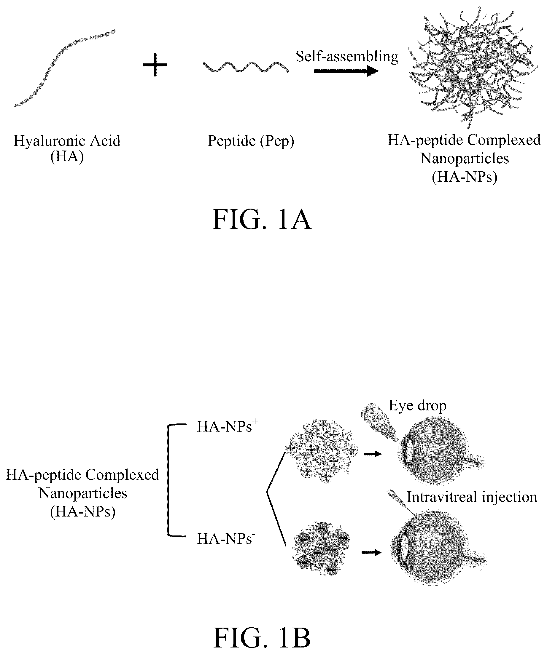 Patent US12508294 Figure 1 – Self-assembled nanoparticle and use thereof for anti-angiogenesis