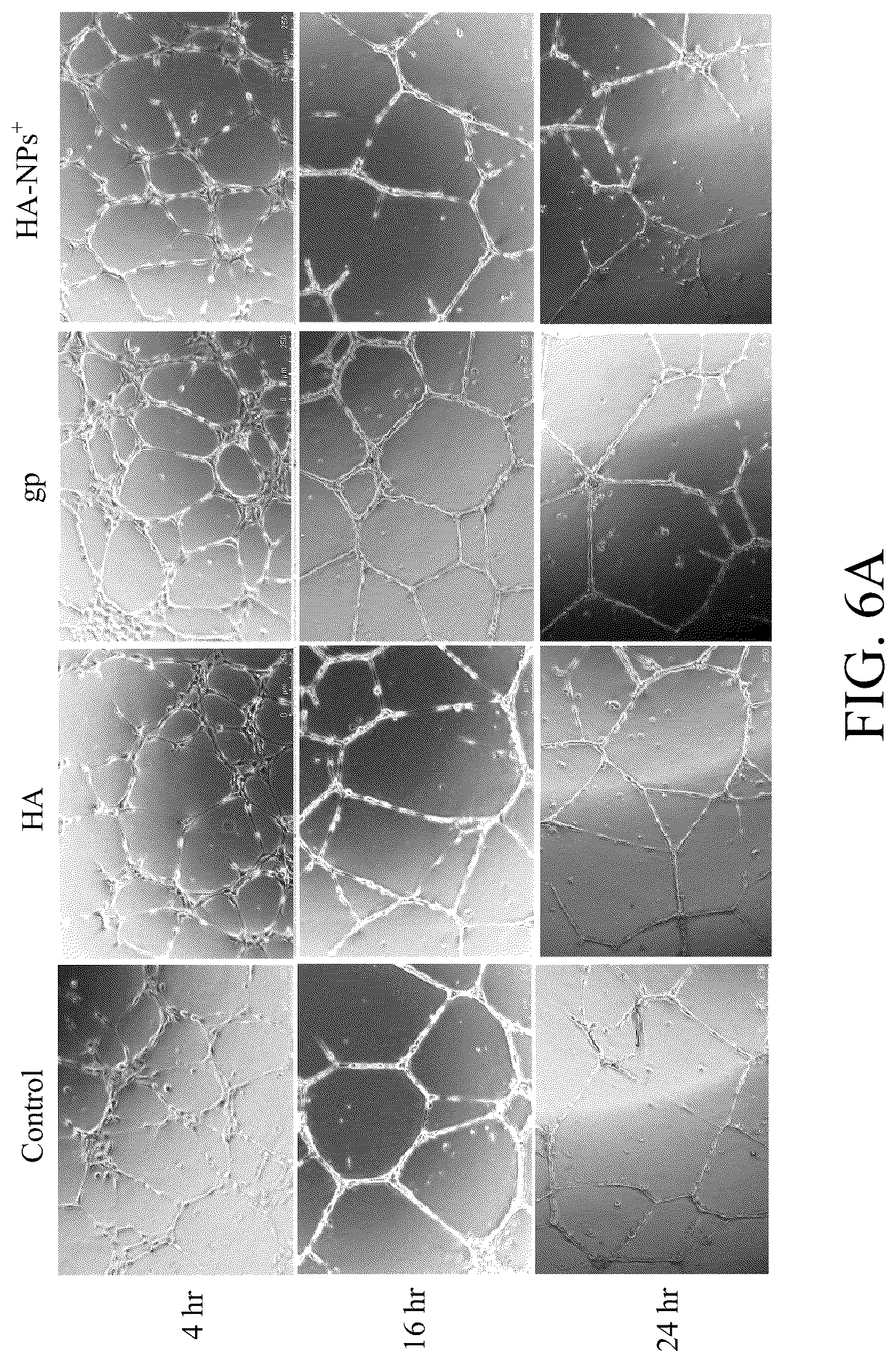 Patent US12508294 Figure 7 – Self-assembled nanoparticle and use thereof for anti-angiogenesis