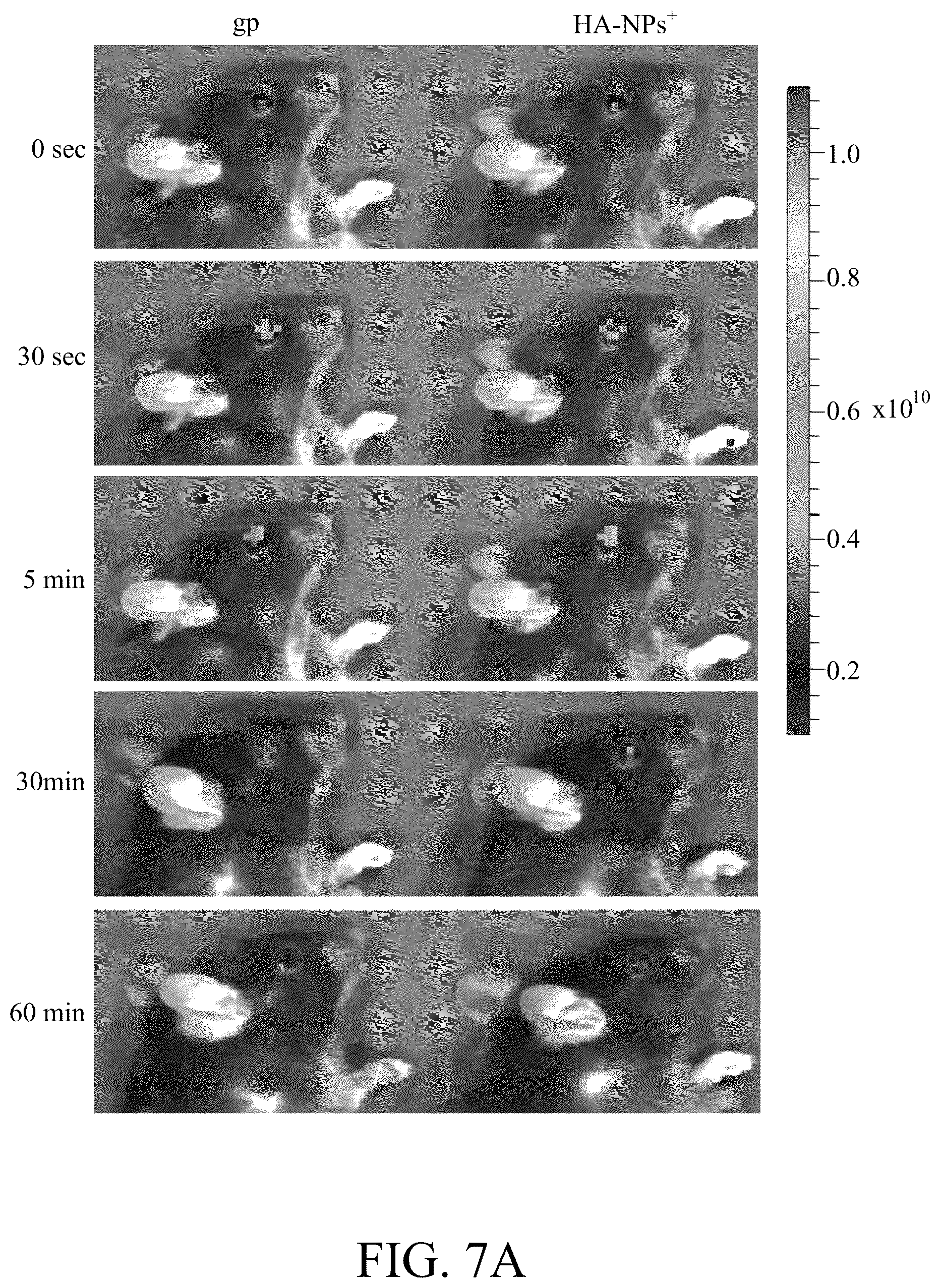 Patent US12508294 Figure 9 – Self-assembled nanoparticle and use thereof for anti-angiogenesis