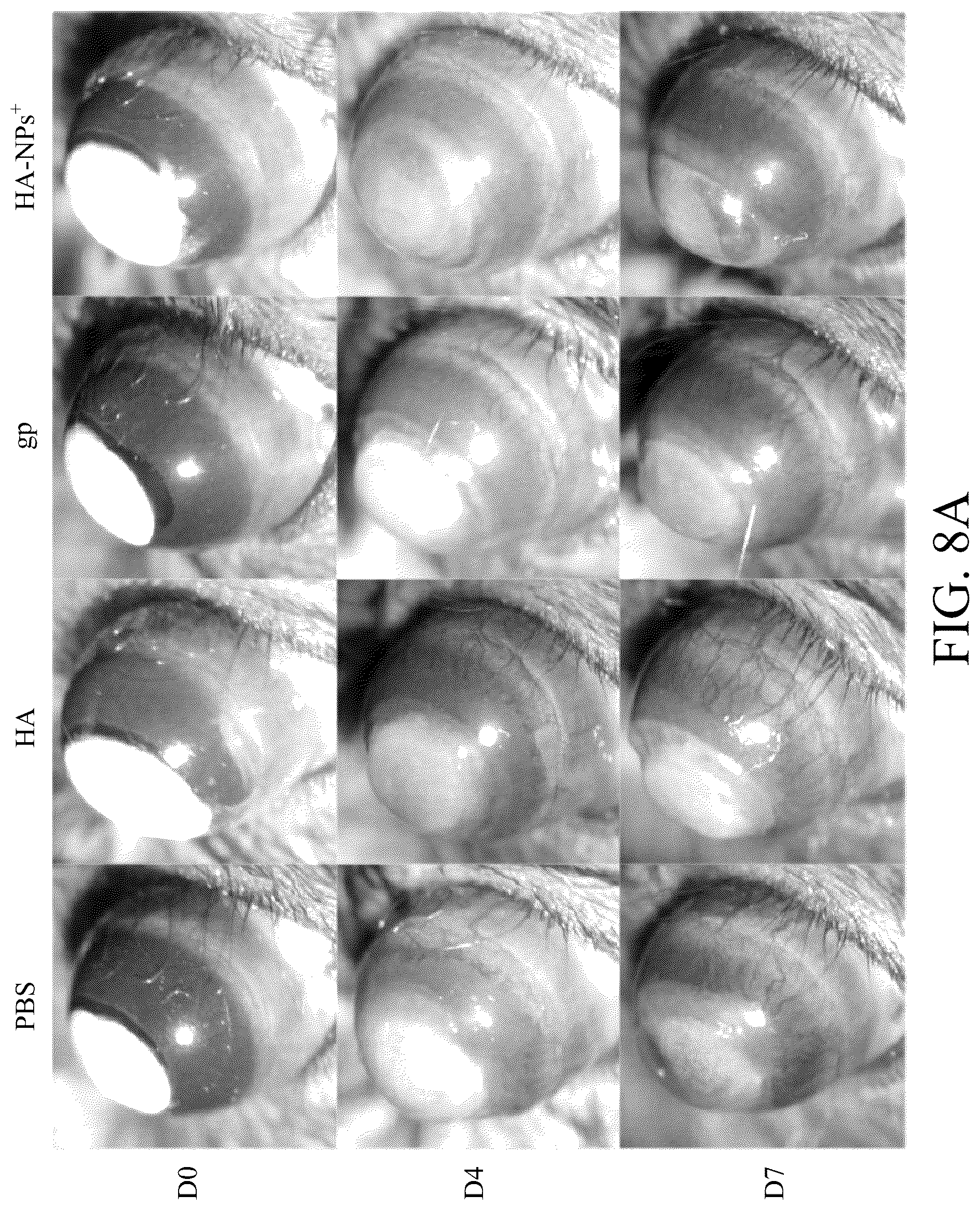 Patent US12508294 Figure 11 – Self-assembled nanoparticle and use thereof for anti-angiogenesis