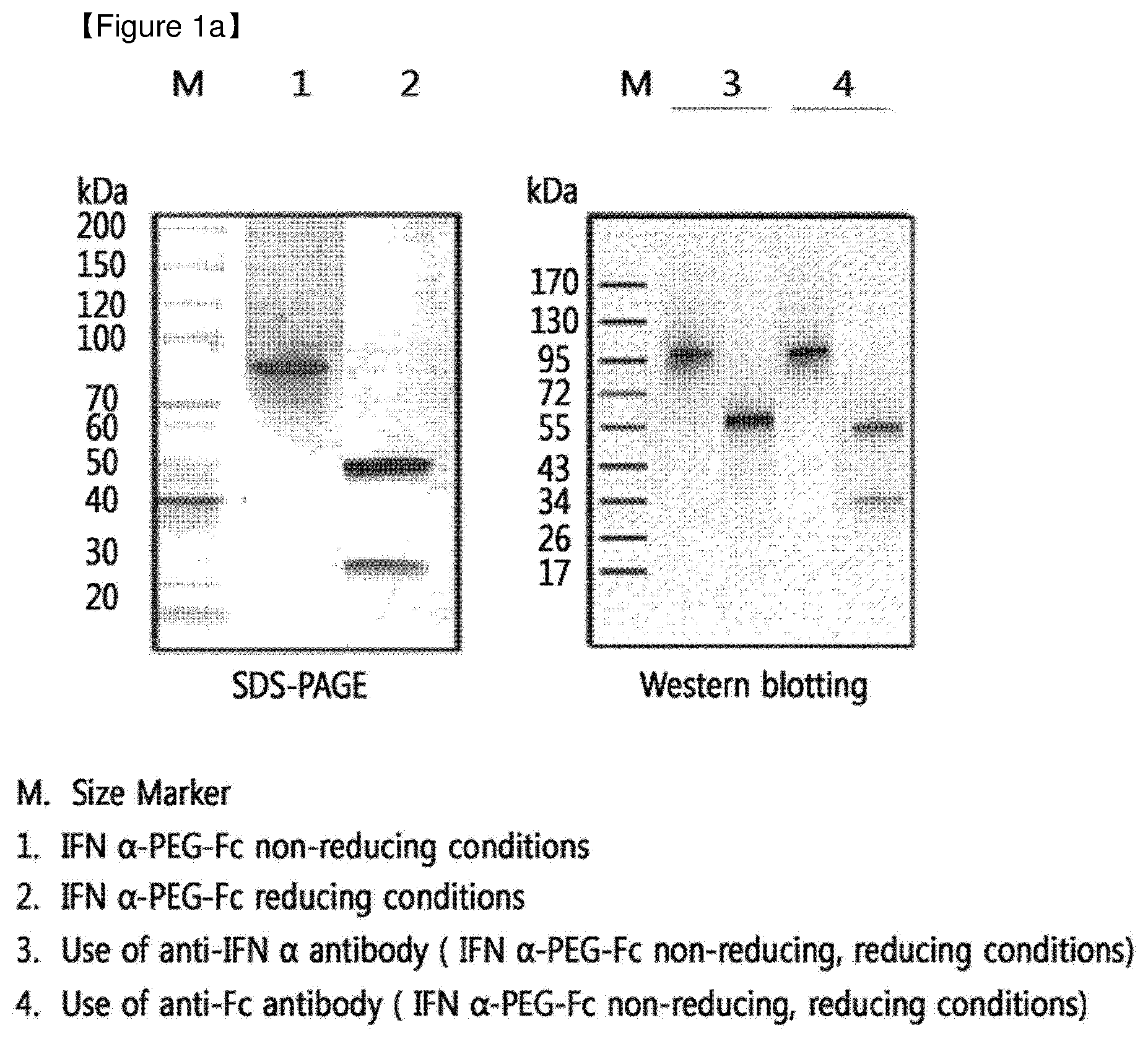 Patent US12508298 Figure 1 – Protein complex by use of a specific site of an immunoglobulin fragment for linkage
