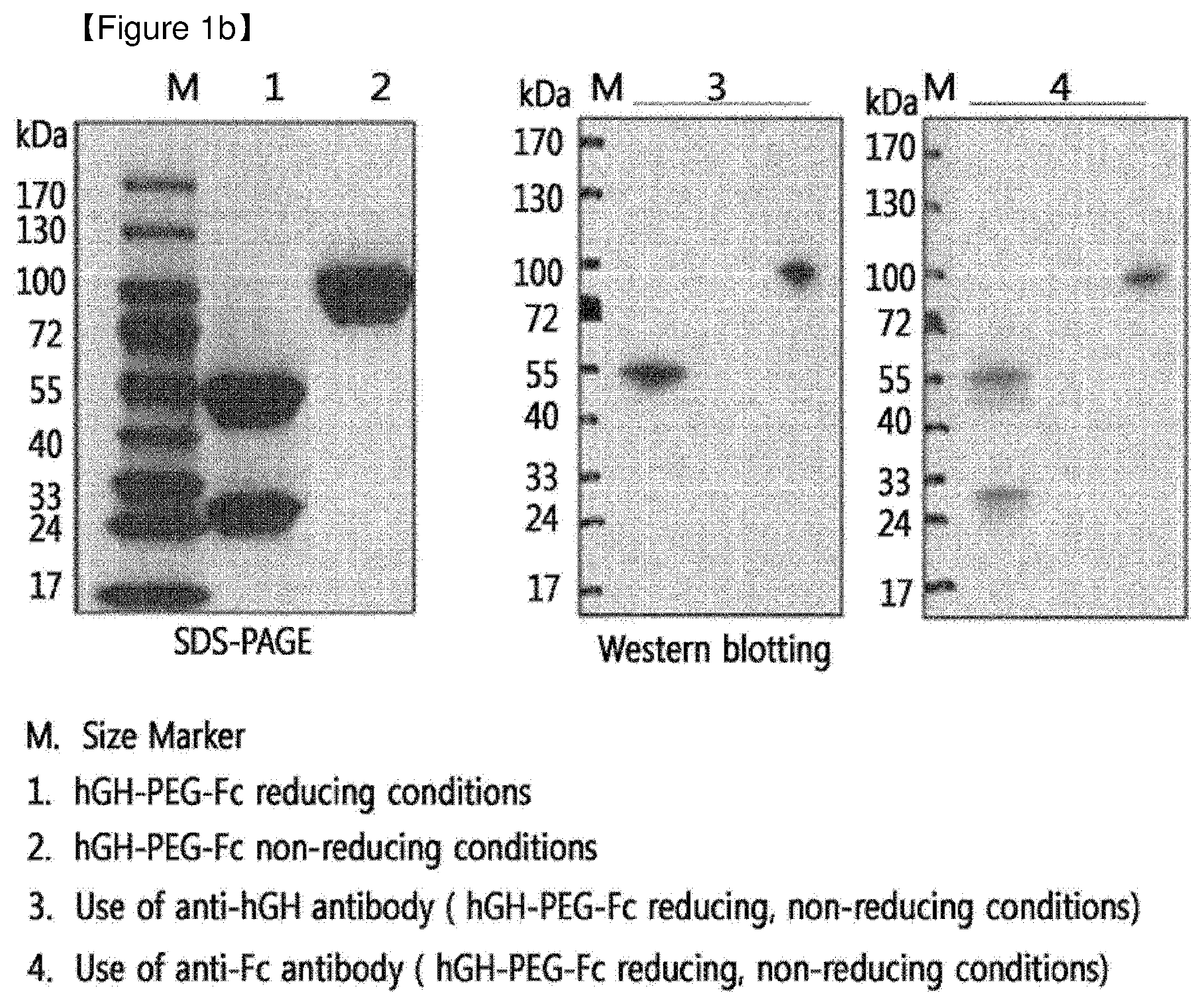 Patent US12508298 Figure 2 – Protein complex by use of a specific site of an immunoglobulin fragment for linkage