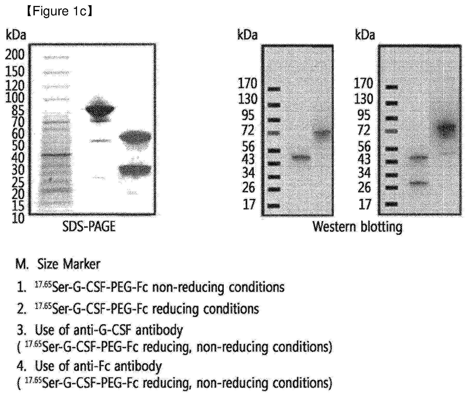 Patent US12508298 Figure 3 – Protein complex by use of a specific site of an immunoglobulin fragment for linkage
