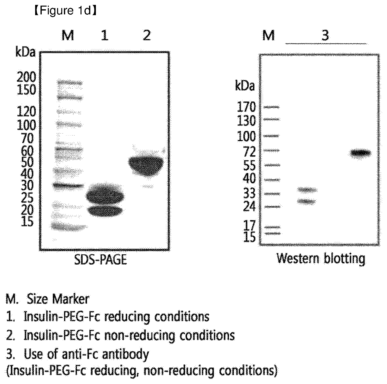 Patent US12508298 Figure 4 – Protein complex by use of a specific site of an immunoglobulin fragment for linkage