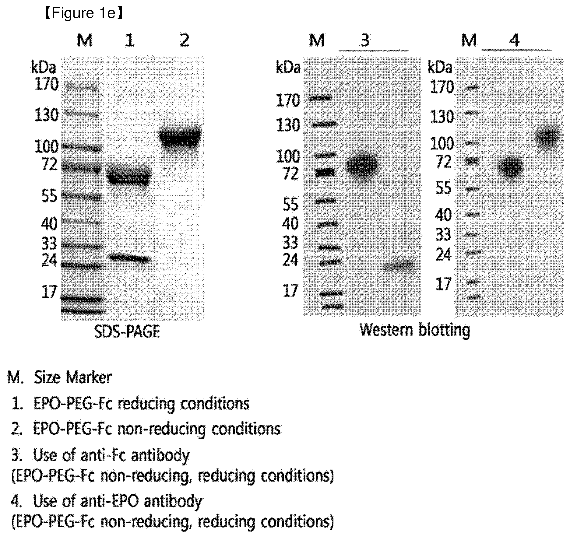 Patent US12508298 Figure 5 – Protein complex by use of a specific site of an immunoglobulin fragment for linkage