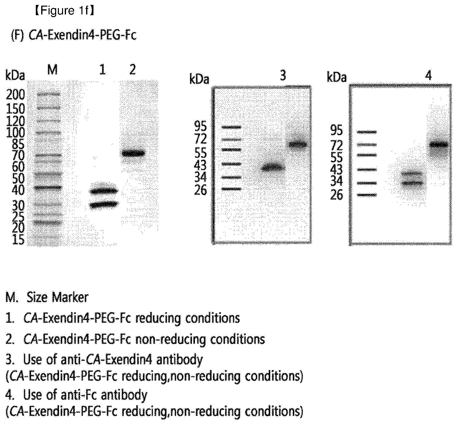 Patent US12508298 Figure 6 – Protein complex by use of a specific site of an immunoglobulin fragment for linkage