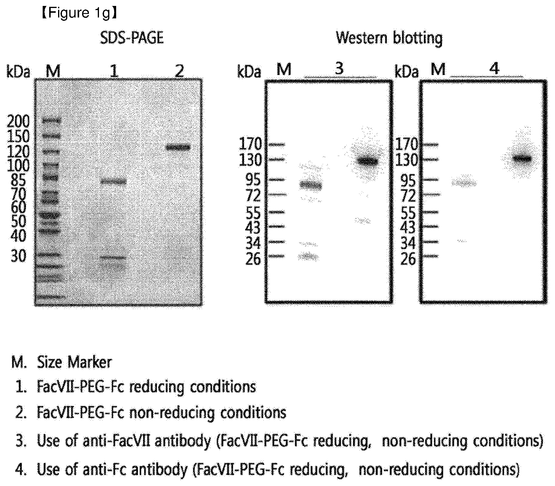 Patent US12508298 Figure 7 – Protein complex by use of a specific site of an immunoglobulin fragment for linkage