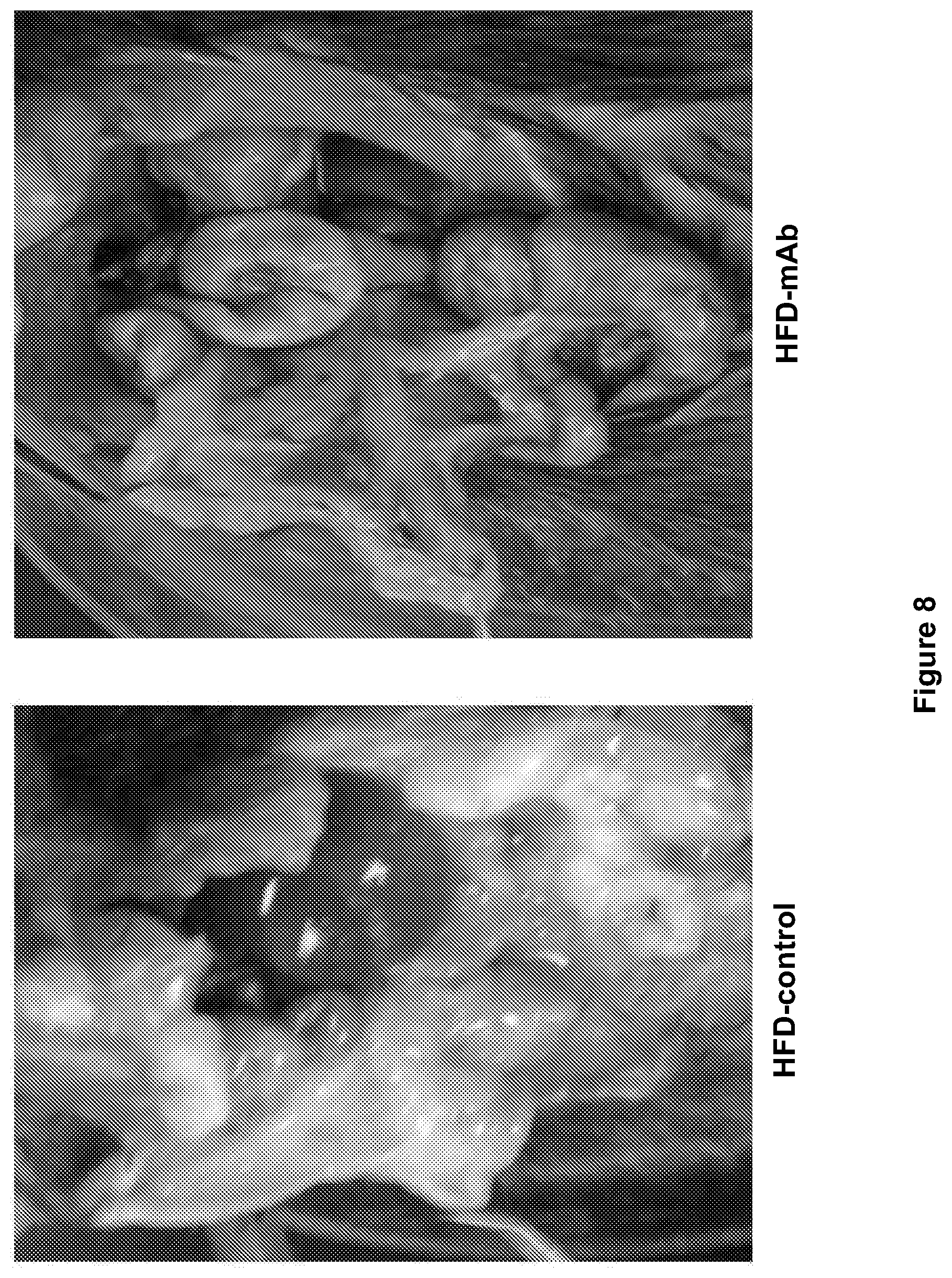 Patent US12508299 Figure 9 – Compositions and methods for treating obesity and hyperphagia