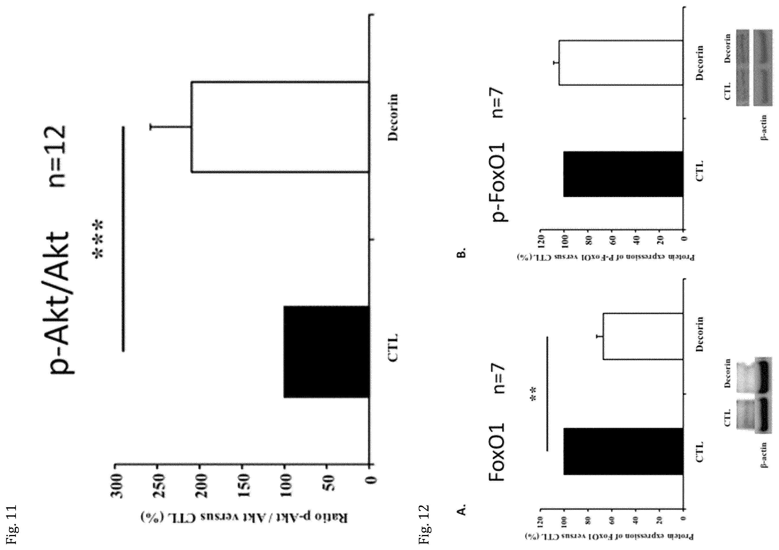 Patent US12508301 Figure 6 – Decorin for its use in the treatment of diabetes