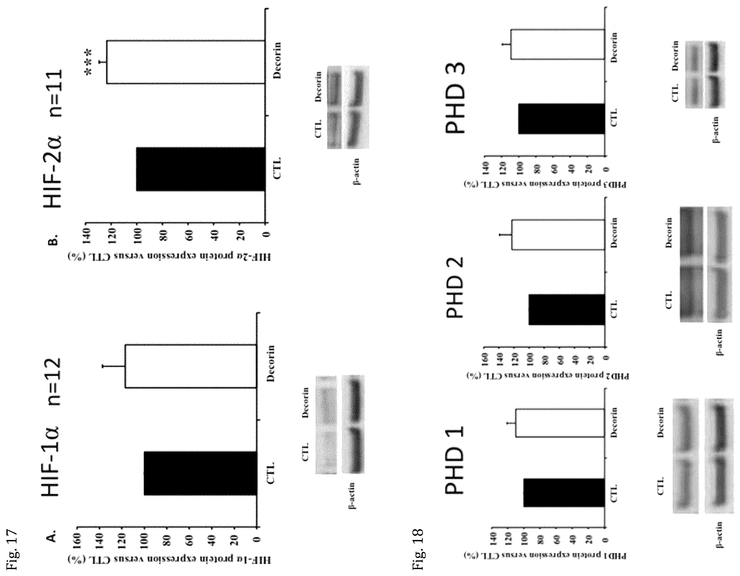Patent US12508301 Figure 9 – Decorin for its use in the treatment of diabetes